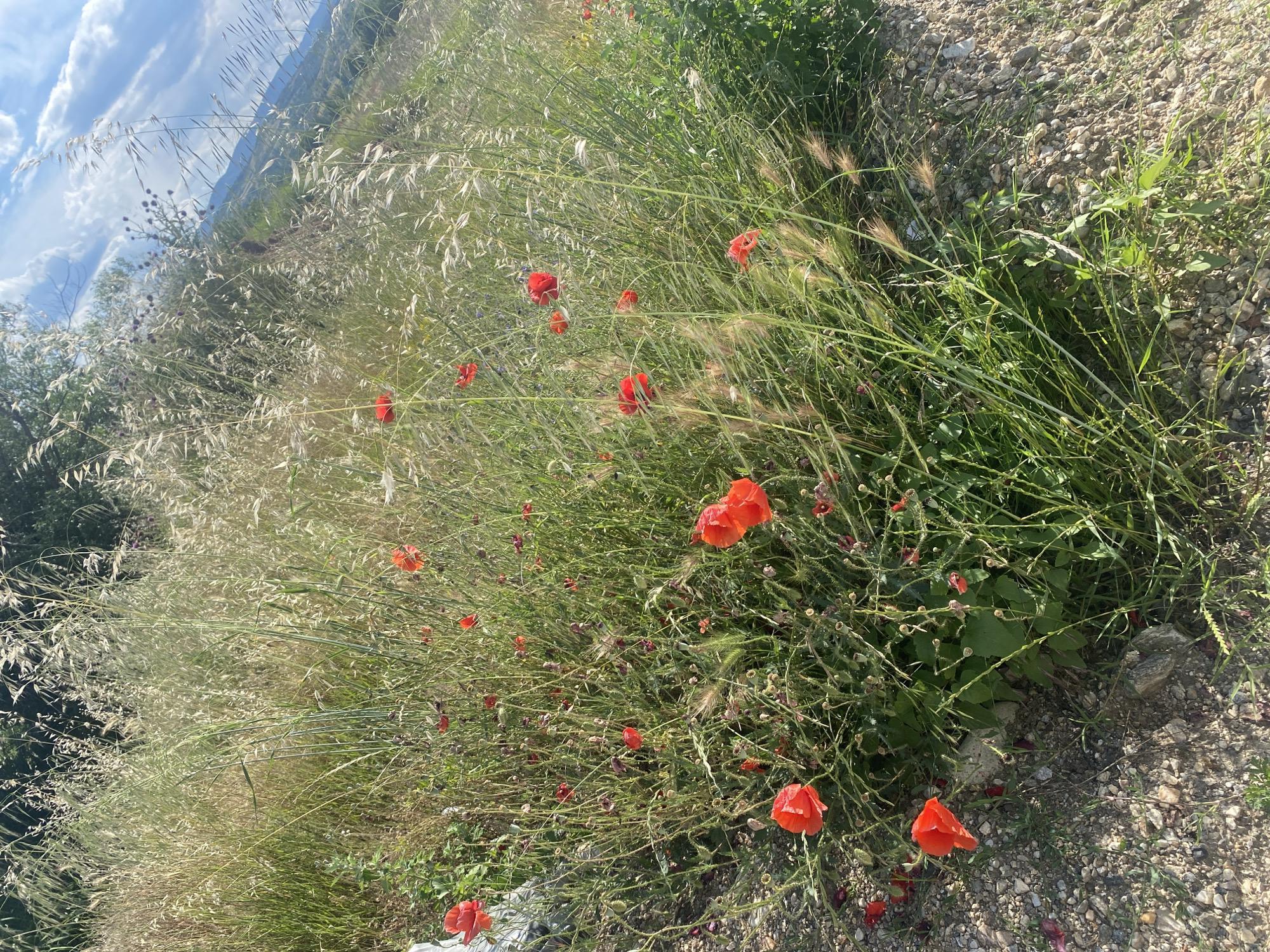 This is a close-up, eye-level shot of a patch of wild poppies in Belo Pole, Bulgaria. The poppies, with their vibrant red petals, are interspersed with tall, dry grasses and green foliage. The ground is covered with small stones and pebbles. In the background, a blurry hillside with green trees is visible under a bright blue sky with scattered white clouds. The scene suggests a natural, untamed landscape.