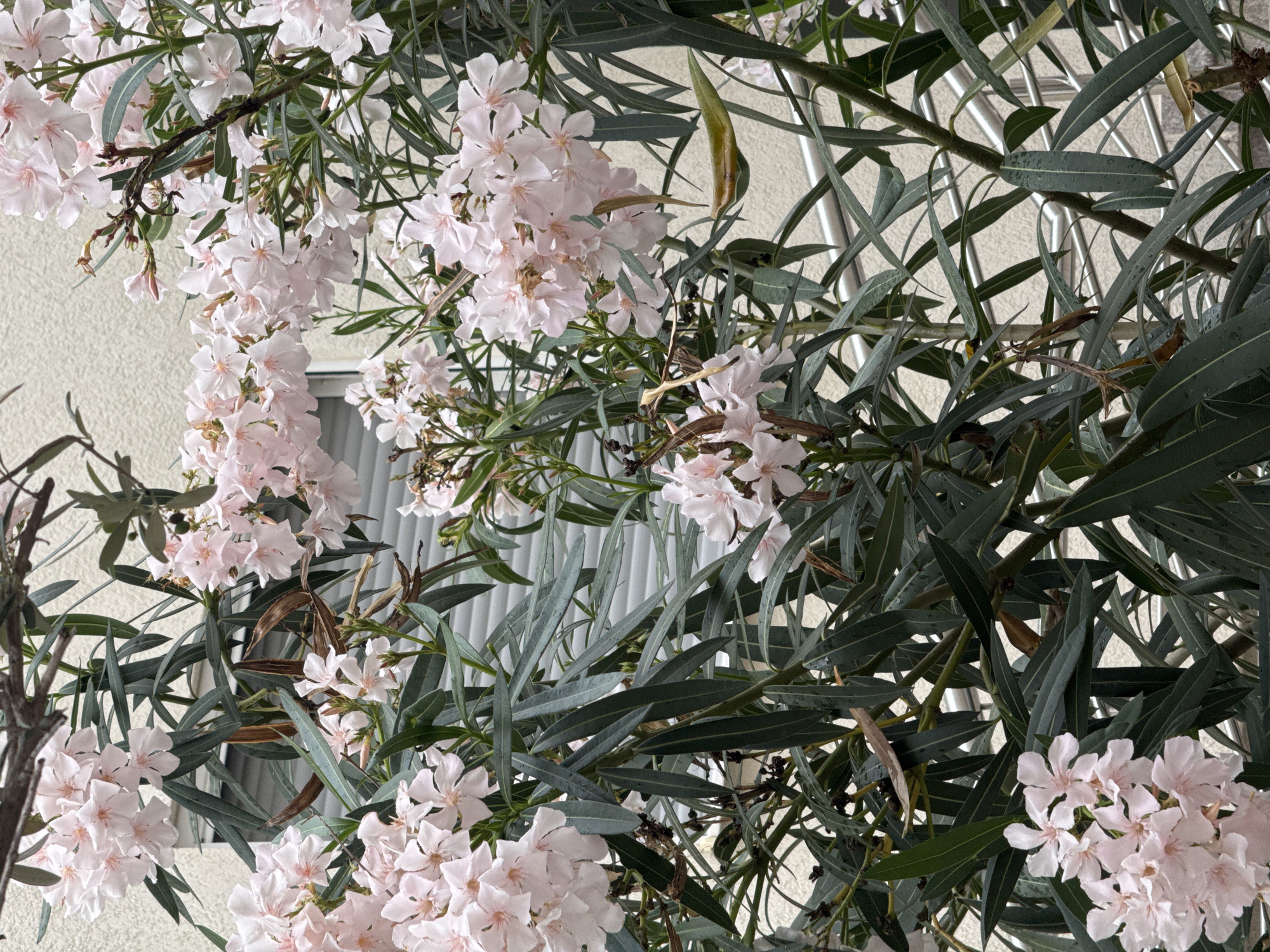 The image presents a close-up view of a flowering oleander plant (Nerium oleander), featuring abundant clusters of delicate, pale pink blossoms and dense, elongated dark green leaves. The five-petaled flowers are concentrated in various groupings throughout the frame, exhibiting a soft, almost white color with subtle pink accents, indicating they are in full bloom.
The narrow, leathery leaves are arranged densely, and many show small water droplets, suggesting recent rain or dew. The background is partially visible through the foliage and branches, revealing a light-colored, textured building wall, likely stucco or concrete, on the left and upper sections. Metallic structures, possibly part of a balcony railing or window blinds, are also intermittently seen, creating a lattice-like pattern behind the plant, particularly towards the right and center.
The natural lighting is soft and diffused, characteristic of daylight under an overcast sky or during the gentler hours of morning or late afternoon. The scene evokes a sense of natural beauty and calm. Given the context of Budva, Montenegro, the oleander is a common and fitting element of the local flora and Mediterranean aesthetic. No visible text is present in the image.