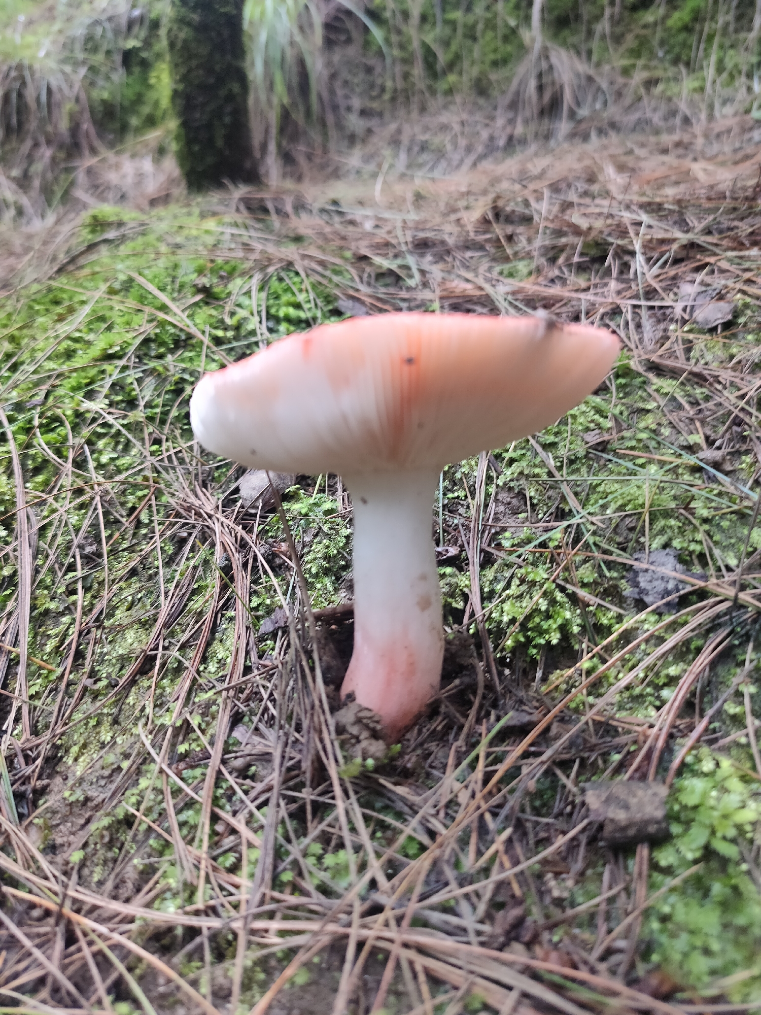 A single mushroom with a white stem and a pinkish-white cap is growing from the forest floor. The mushroom is centered in the frame. The forest floor is covered in green moss and fallen pine needles. In the blurred background, tree trunks and foliage can be seen. The location is described as the city of Manali, India.