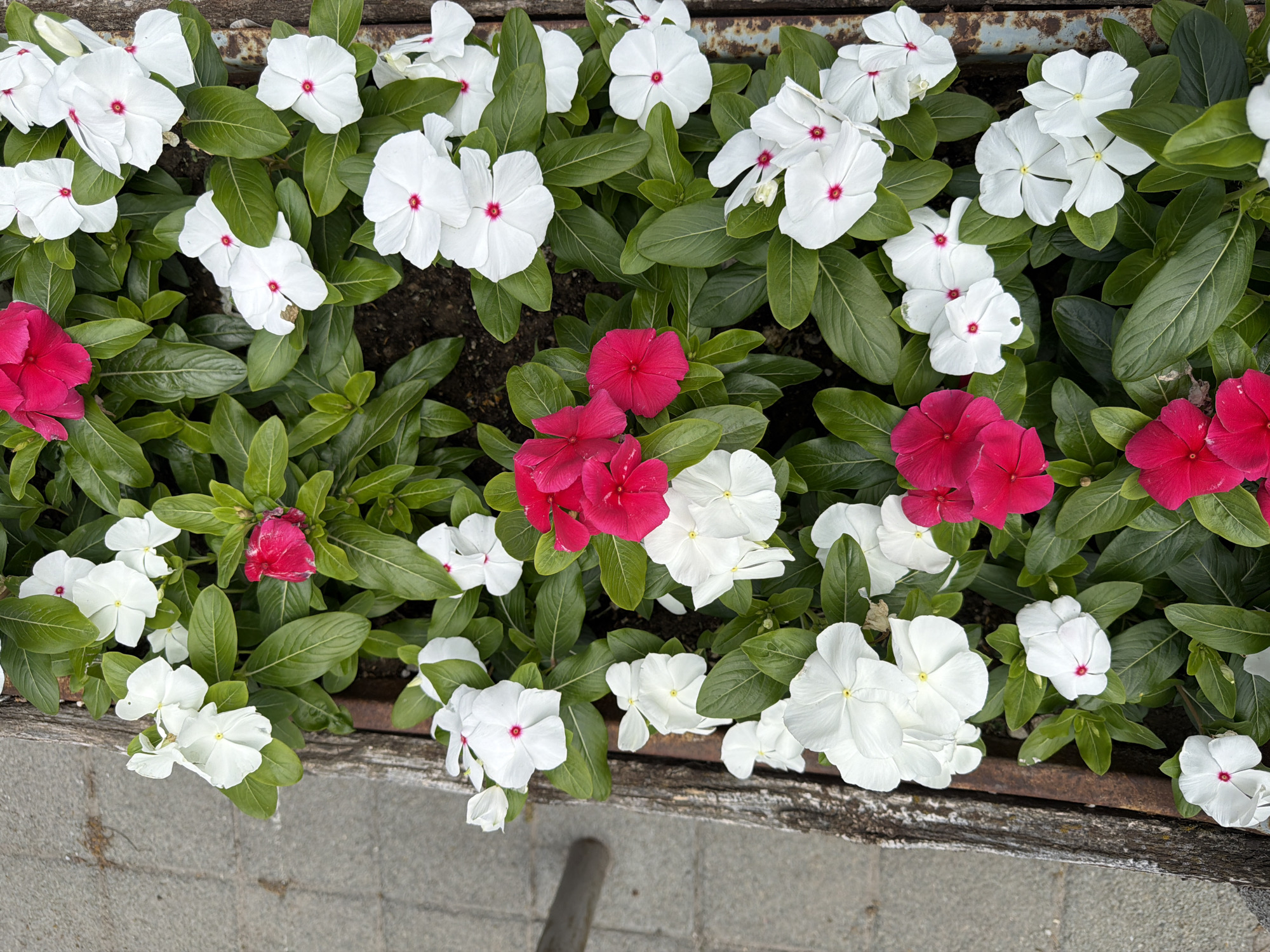 The image shows a close-up view of a planter box filled with vibrant pink and white vinca flowers (Catharanthus roseus). The planter box appears to be made of aged wood, with visible metal banding around its edges, suggesting it is outdoors. The flowers are lush and abundant, with dark green leaves providing a rich backdrop. Some of the white flowers have a small, red or pinkish center. The ground surrounding the planter box is visible on the left side of the frame, appearing to be paved with gray interlocking stones or concrete. The overall scene suggests a well-maintained garden or public space. There are no people or animals visible in the image. The light suggests it is daytime, with soft natural lighting. This scene is consistent with decorative planters often found in urban areas like Pazardzhik, Bulgaria, likely adorning a street, park, or public square to enhance the aesthetic appeal of the environment.