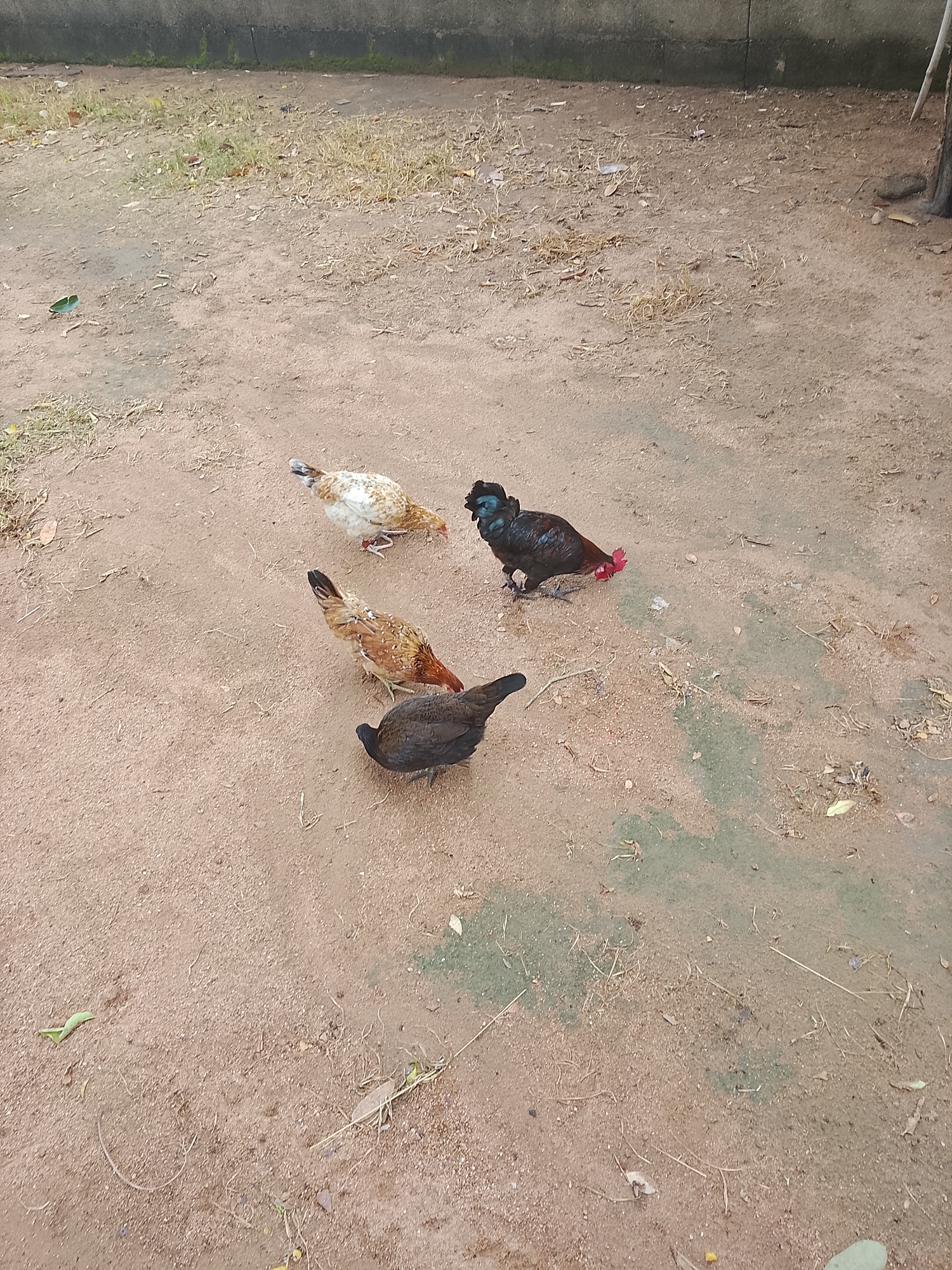 Four chickens are visible in the image, situated on a dirt ground. One chicken, predominantly white with brown markings, is pecking at the ground. Another chicken, mostly brown with lighter brown and white accents, is also foraging. A third chicken, entirely dark brown or black, is positioned lower in the frame and appears to be moving. The fourth chicken, a rooster, is the most colorful, featuring black and dark iridescent feathers with a bright red comb and wattle, and a red tail feather. This rooster is also pecking at the ground. The environment appears to be an outdoor area with sparse dry grass and some scattered leaves and debris on the dirt. A concrete structure is visible in the background. The image was taken in Barikin Sibre, Nigeria.