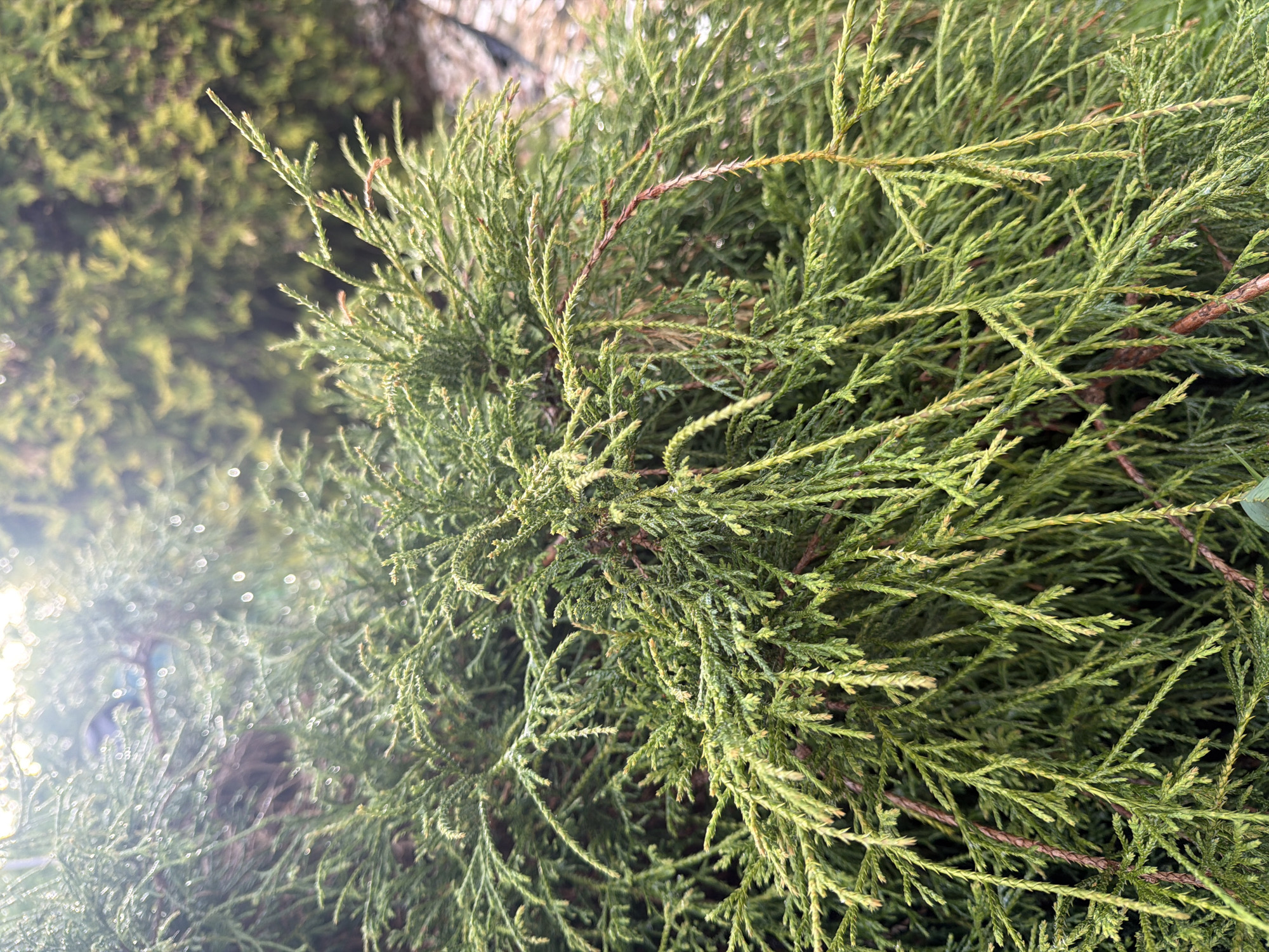 The image depicts a close-up view of a coniferous tree or shrub, possibly a type of juniper or cedar, with dense, scale-like foliage. The greenery is predominantly green with subtle variations in shade and some instances of brownish, dried twigs. The foliage is dense, obscuring much of the background. In the lower left corner, there is a bright, diffused light source. The location is not specified.