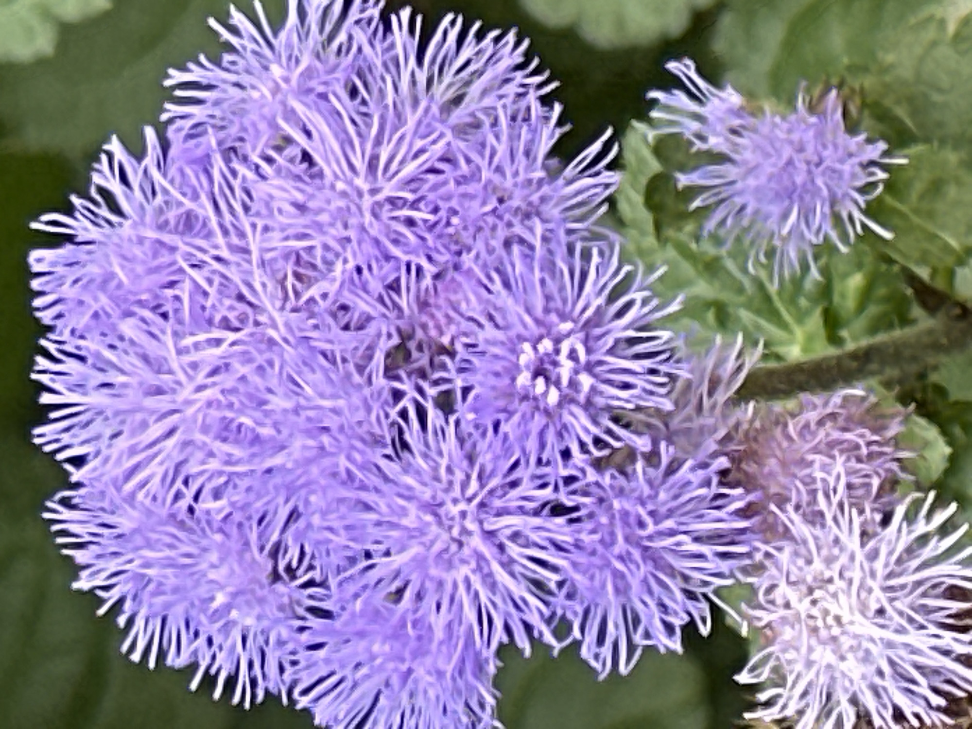 This is a close-up, eye-level, outdoor photograph of a cluster of fluffy, light purple flowers with fine, needle-like petals. The flowers are the primary subject, filling most of the frame. The background consists of blurred green foliage, suggesting a garden setting. The lighting is natural, and the focus is sharp on the flowers. There are no people or man-made objects visible in the image. The image does not contain any information that would indicate its location in Podolsk, Russia.
