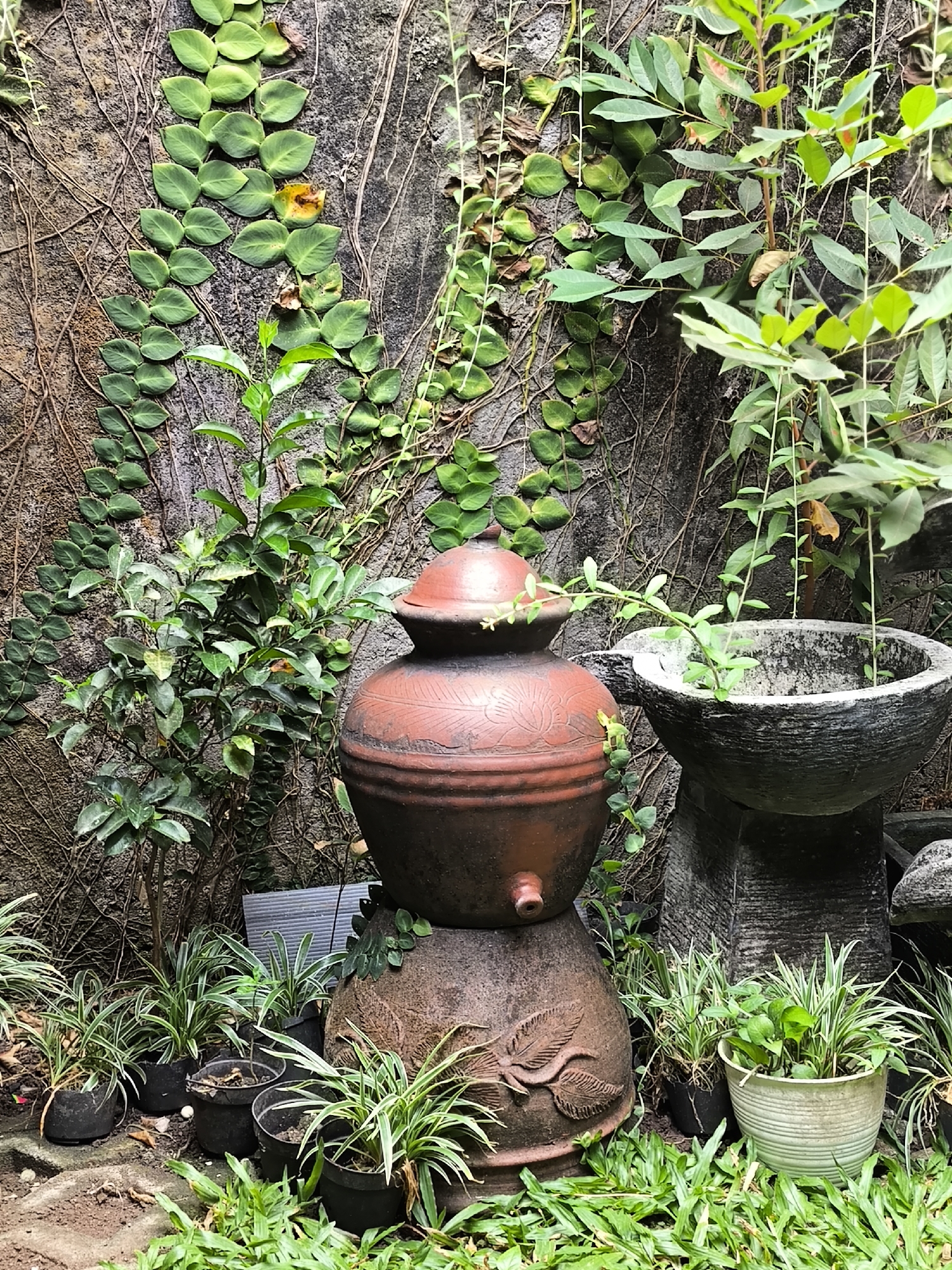 This image depicts a garden scene in Gentan, Indonesia, featuring a textured stone wall partially covered with lush green vines. In the foreground, a large, rustic terracotta jar with a lid and a spigot sits atop another decorative stone base. To the right of the jar is a grey, rough-textured stone basin on a pedestal, containing some soil and small green plants. A collection of small potted plants with slender, striped leaves are arranged in front of the jar and stone basin, with more greenery and grass at the bottom of the frame. The overall impression is of a tranquil, natural outdoor space.