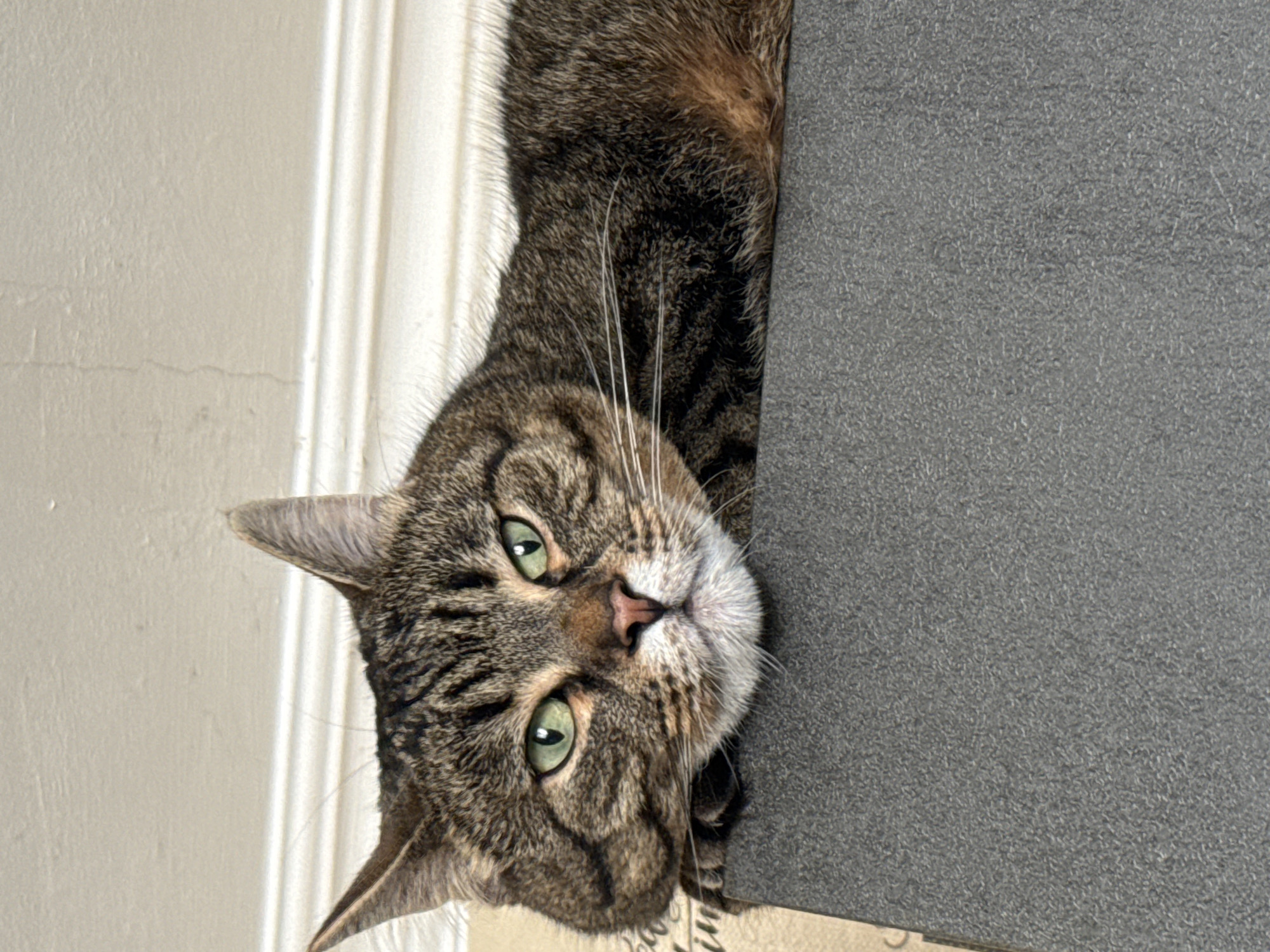 A close-up, eye-level shot shows a tabby cat with green eyes resting its chin on a dark gray, textured surface. The cat's head is angled slightly to the left, and its expression appears relaxed or perhaps a little bored. The background is a neutral-colored wall with white molding. The lighting suggests the photo was taken indoors during the day. There is no indication of the location being in Simferopol, Ukraine.