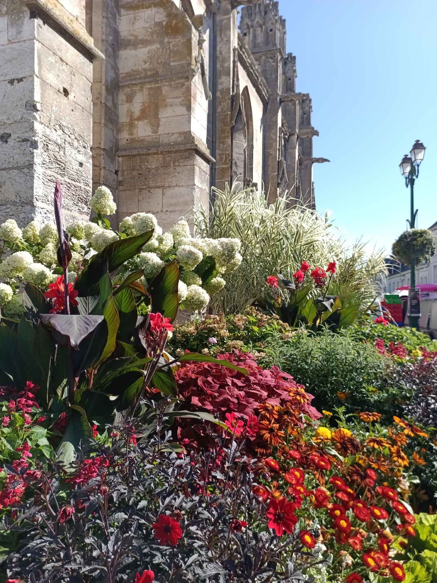 The image shows a close-up view of a flower bed in front of a stone building, likely a church, on a sunny day. The building's facade, constructed of large, weathered stone blocks, is visible on the left side of the frame. Gothic architectural details, including spires and gargoyles, are apparent in the background.
The flower bed is a vibrant display of various plants and flowers. Dominating the foreground are dark-leaved canna lilies with bright red blooms and bud stalks. To their left, a cluster of white hydrangeas provides a soft contrast. In the mid-ground, there are red coleus plants with deep burgundy leaves and smaller red flowers. Further back and to the right, there are clusters of orange and yellow daisy-like flowers. Variegated ornamental grasses add texture and height to the arrangement.
In the background, a lamppost with a decorative lantern stands on the right, and a tree shaped into a sphere is visible to its left. A street with buildings and people can be seen in the distance, suggesting an urban or town setting. The sky is clear and blue. The scene suggests a well-maintained public space, possibly a garden area adjacent to a historical landmark in the city of Le Neubourg, France.