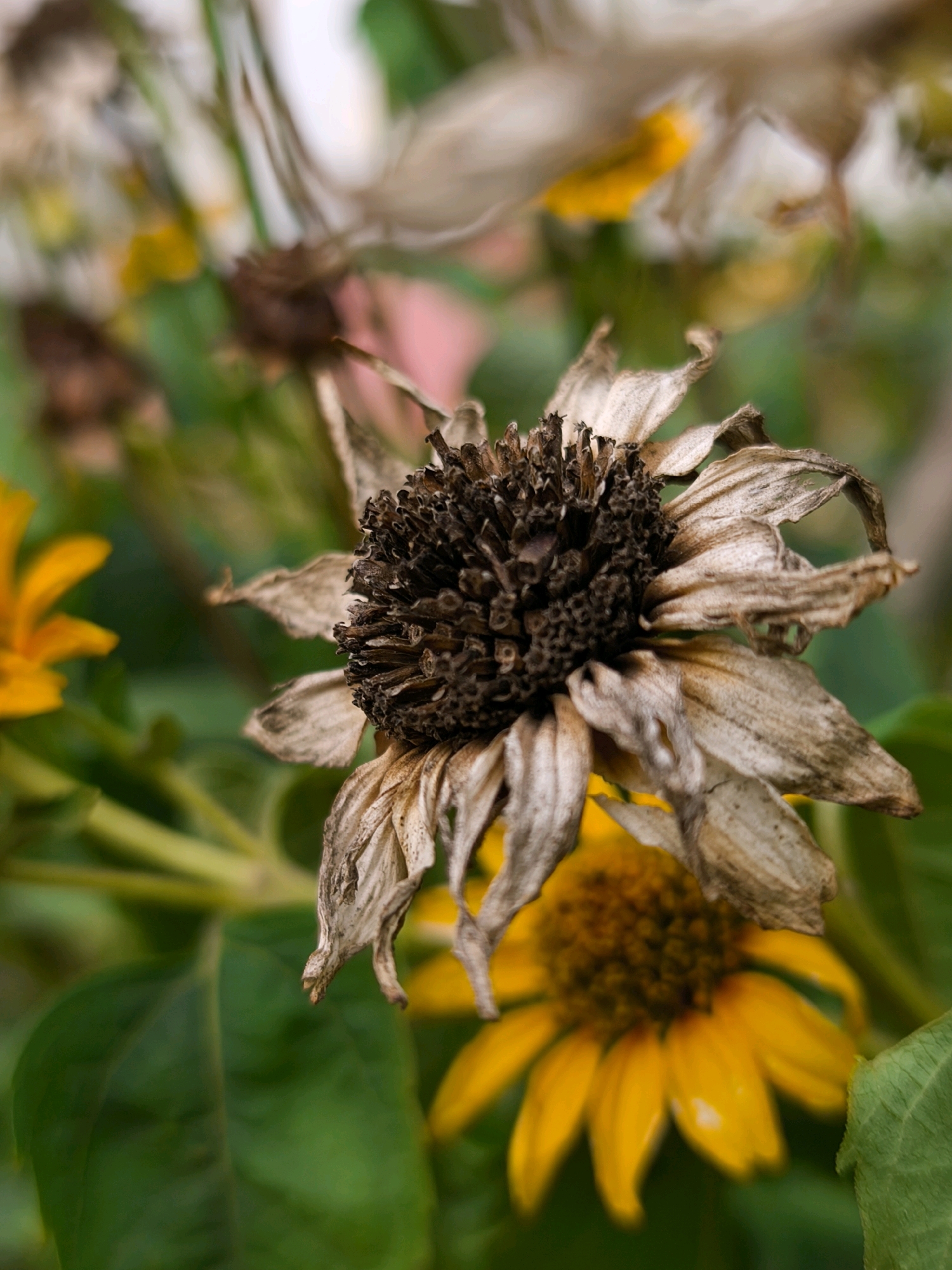 A close-up, shallow depth-of-field photograph captures a withered brown sunflower head prominently in the foreground, its dried petals curled and brittle. The center of the flower is dark and textured with seed remnants. Behind it, a second, fully bloomed yellow sunflower is visible, its petals bright and unfurled, though it is out of focus. Lush green leaves and stems form the background, with other out-of-focus elements suggesting additional flowers or foliage. The image evokes a sense of nature's cycle, with the juxtaposition of decay and life. This image was captured in the city of Mahilyow, Belarus.