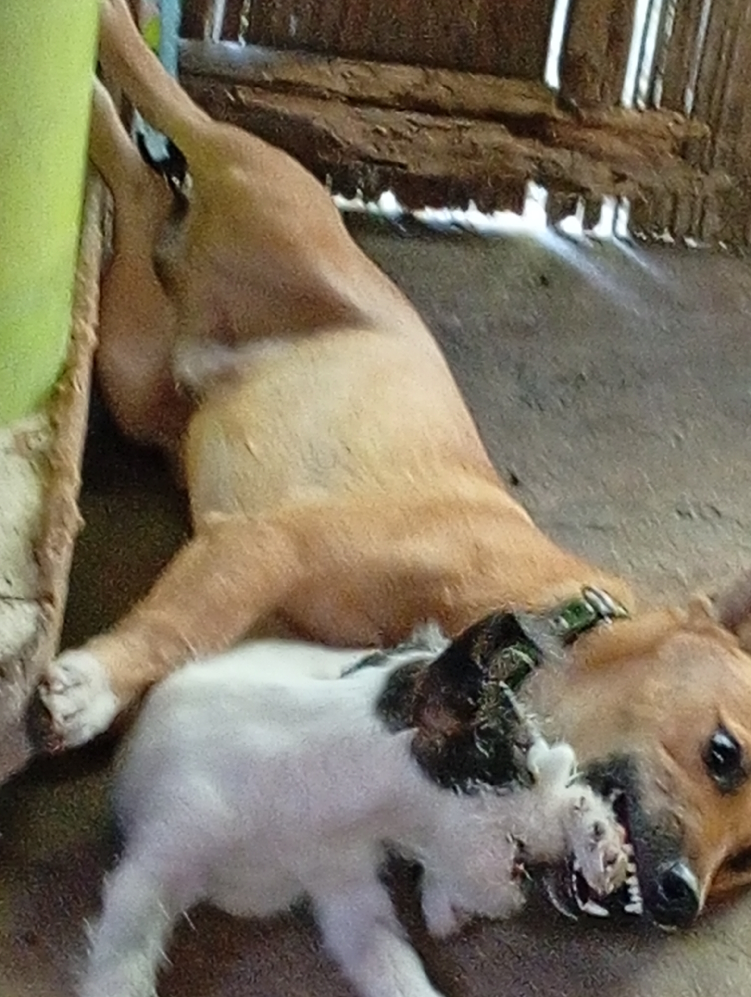 The image shows two dogs in what appears to be an outdoor, possibly rural, setting. The larger dog, a tan-colored breed, is lying on its side, its body stretched out. A smaller, white and black dog is positioned in front of the larger dog, appearing to be very close to its face. The smaller dog's head is partially obscured by the larger dog's snout.
The environment seems rustic, with wooden structures visible in the background, suggesting it might be a shelter or a simple outdoor enclosure. There is a bright green object on the left side of the image, possibly a pillar or a large piece of equipment, with rope wrapped around it. The ground is a mixture of dirt and what looks like straw or dry vegetation. The lighting suggests it is daytime.
The location specified as Carmen, Philippines, implies a tropical or subtropical climate, which would be consistent with the natural elements and potentially the breed of dogs. However, the image itself does not contain any explicit identifiers of this specific location.