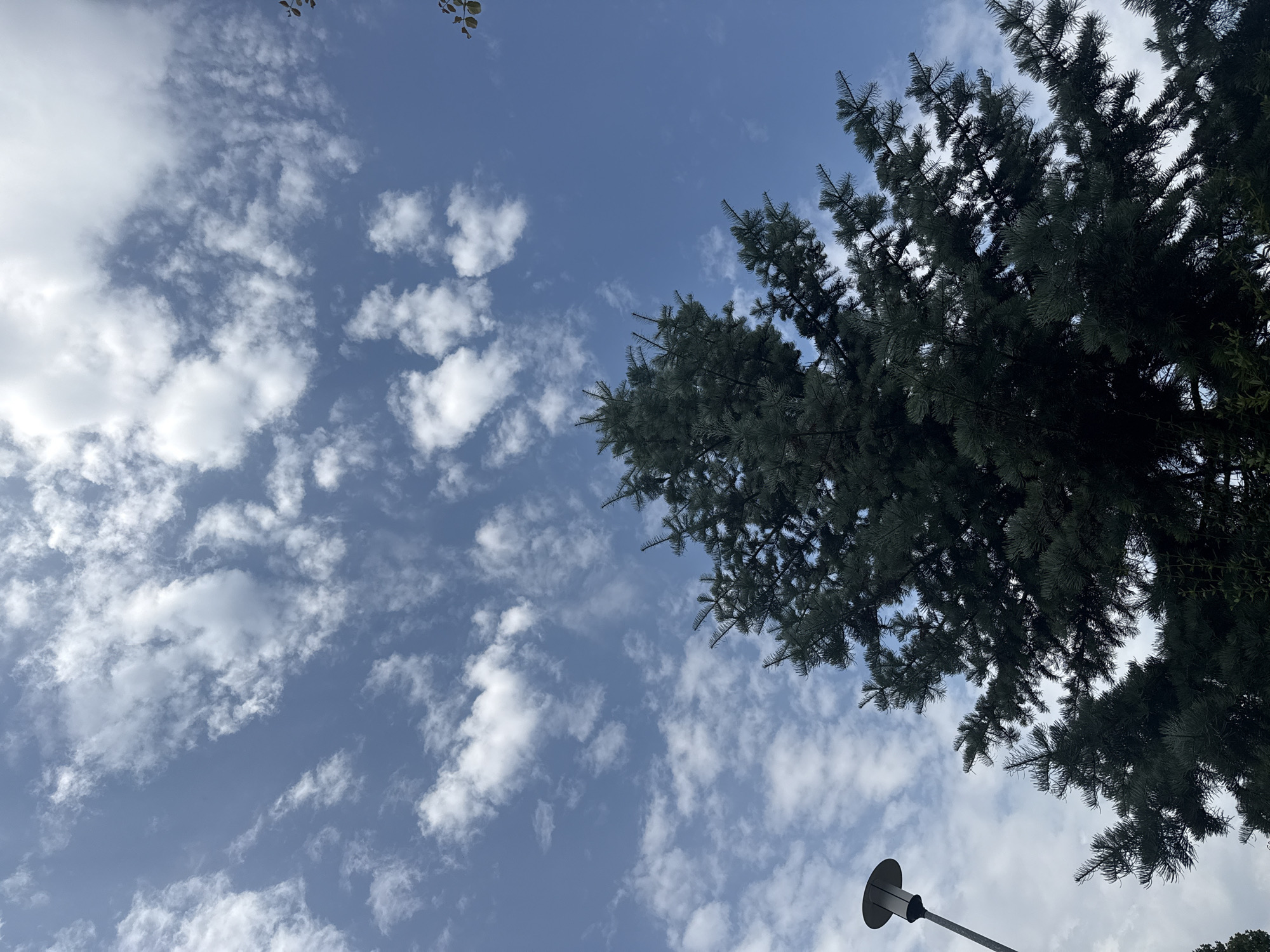The image shows a view looking up at a blue sky with scattered white clouds. A dark green conifer tree occupies the lower portion of the frame, its branches reaching towards the sky. To the left, a lamppost with a conical shade is visible. The scene is outdoors, likely in a park or residential area, given the presence of both a tree and a lamppost. There is no indication of the specific location within Szczecin, Poland.