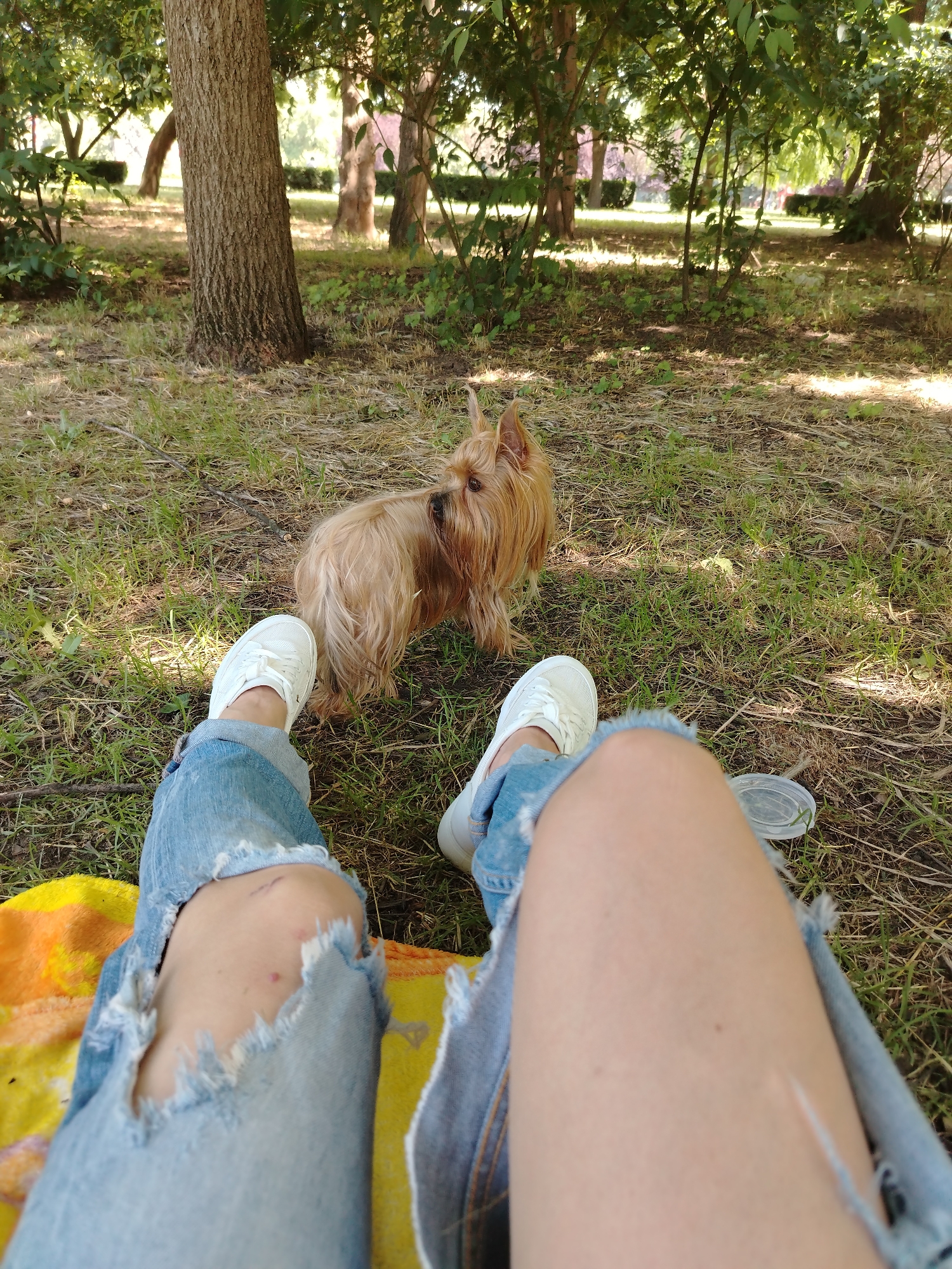 In a park setting, a person sits on a yellow and orange blanket, their legs clad in ripped denim jeans and white sneakers, positioned in the foreground. A small, light brown Yorkshire Terrier stands on the grass a few feet away, facing away from the camera and looking to the right. The environment consists of a grassy area with scattered dry leaves and patches of sunlight filtering through the trees. The background shows more trees, some with dense foliage and others with sparser branches, suggesting a natural, park-like atmosphere. The location is specified as a park in Krasnodar, Russia.