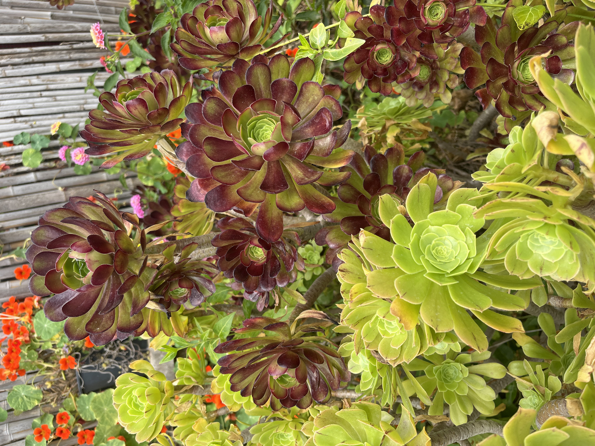 The image showcases a collection of succulents. Some are dark green with red edges, while others are light green. They are positioned in a cluster, possibly in a garden setting. In the background, there is a bamboo fence and small orange and pink flowers are visible. There are no people present in the image, and the setting's exact location in Santeru/San Vero Milis, Italy is not discernible.