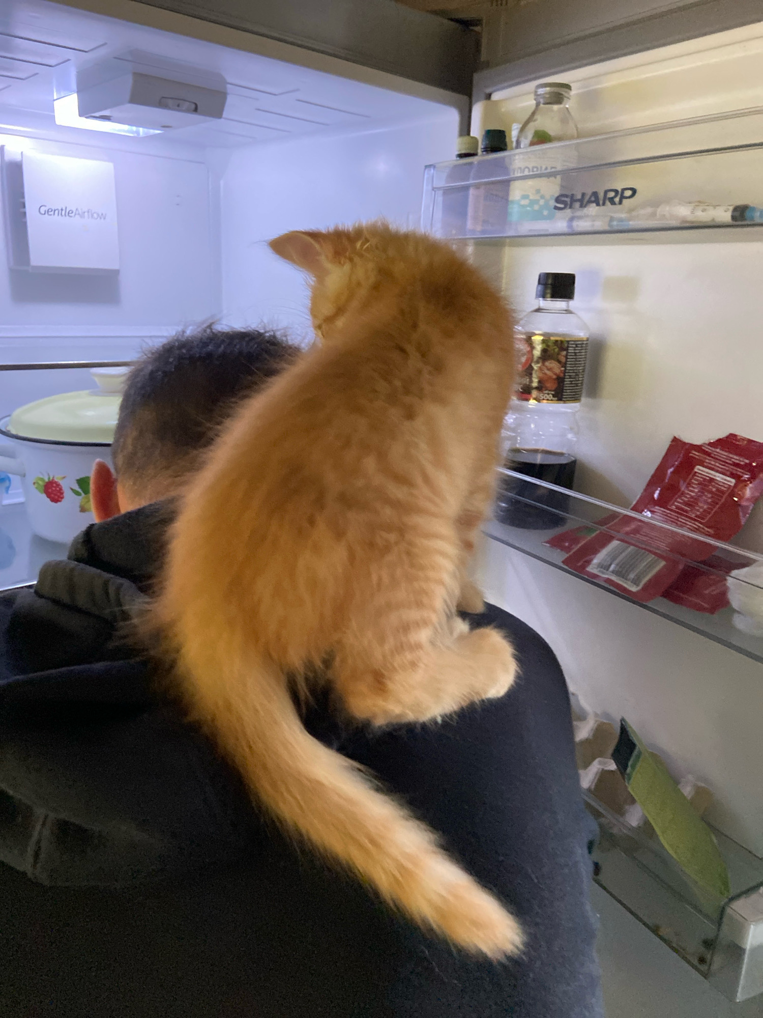 An orange kitten is perched on the shoulder of a person wearing a black hoodie, inside an open refrigerator. The person's head and shoulder are visible from the back. The refrigerator is stocked with various items, including bottles, packets, and a pot with a strawberry design. A ventilation unit labeled "GentleAirflow" is visible on the ceiling of the refrigerator. The environment appears to be indoors, likely a kitchen, in an unspecified location.