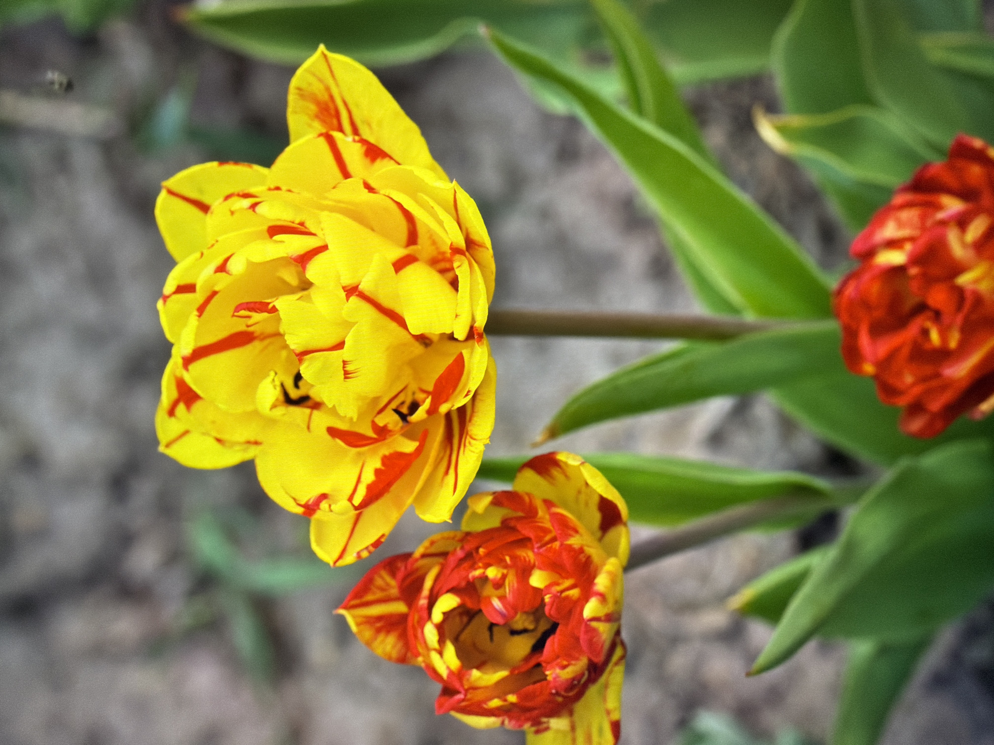 The image shows a close-up of three double-petaled tulips. The largest tulip in the center is bright yellow with striking red streaks. To its left, a smaller tulip displays a vibrant mix of red and yellow petals. In the foreground, another tulip, mostly out of focus, is a rich red with yellow accents. The tulips are surrounded by green leaves, and the background is a blurred mix of gray soil and green foliage, suggesting an outdoor garden setting. No specific location in Kyiv, Ukraine can be determined from the image.
