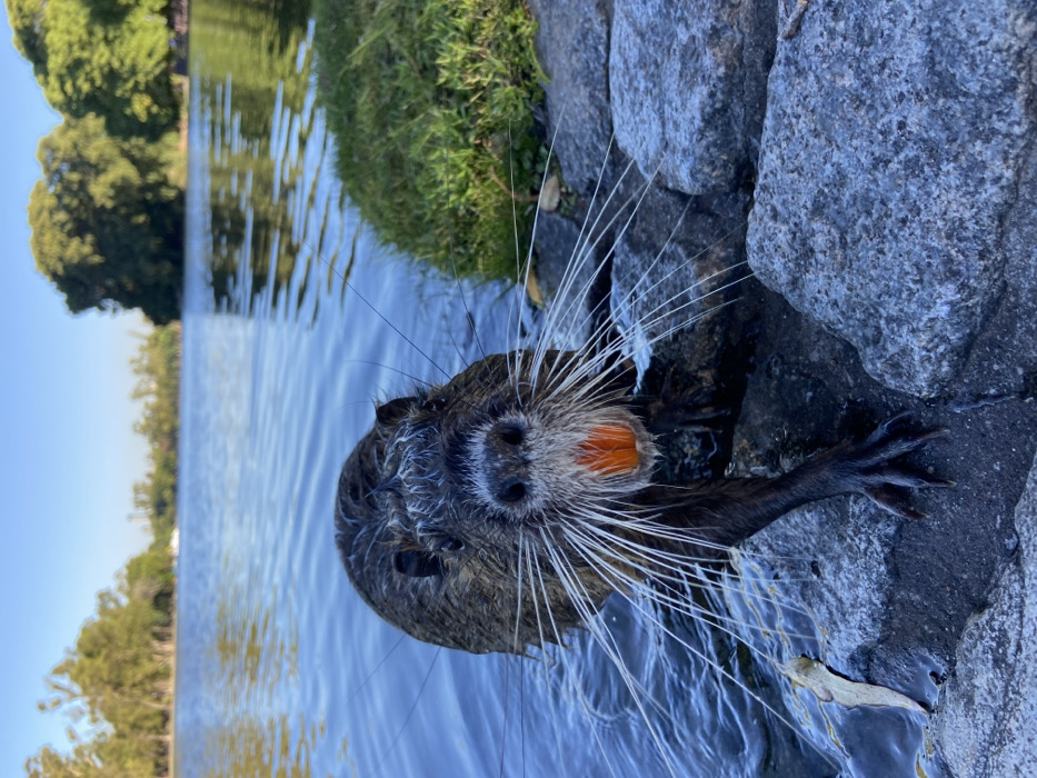 A wet nutria emerges from the water, its fur slick and dark. Long, white whiskers radiate from its snout, framing its face. Two prominent orange incisors are visible. The creature rests a paw on a rocky embankment. The water’s surface is rippled, reflecting the sky and trees in the background. Lush green grass grows along the water's edge, transitioning to a rocky shoreline where the nutria is positioned.