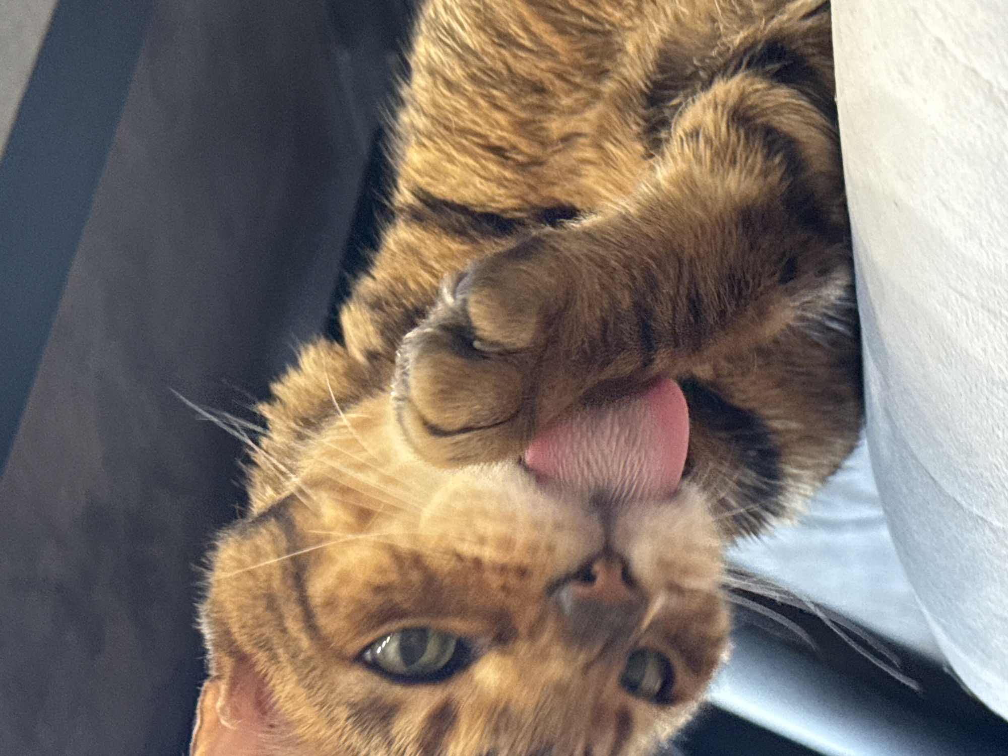 A close-up, upside-down shot shows a brown tabby cat with green eyes. The cat's tongue is extended. Its paw is near its face. The background includes a gray surface and a white surface. The location is unknown.