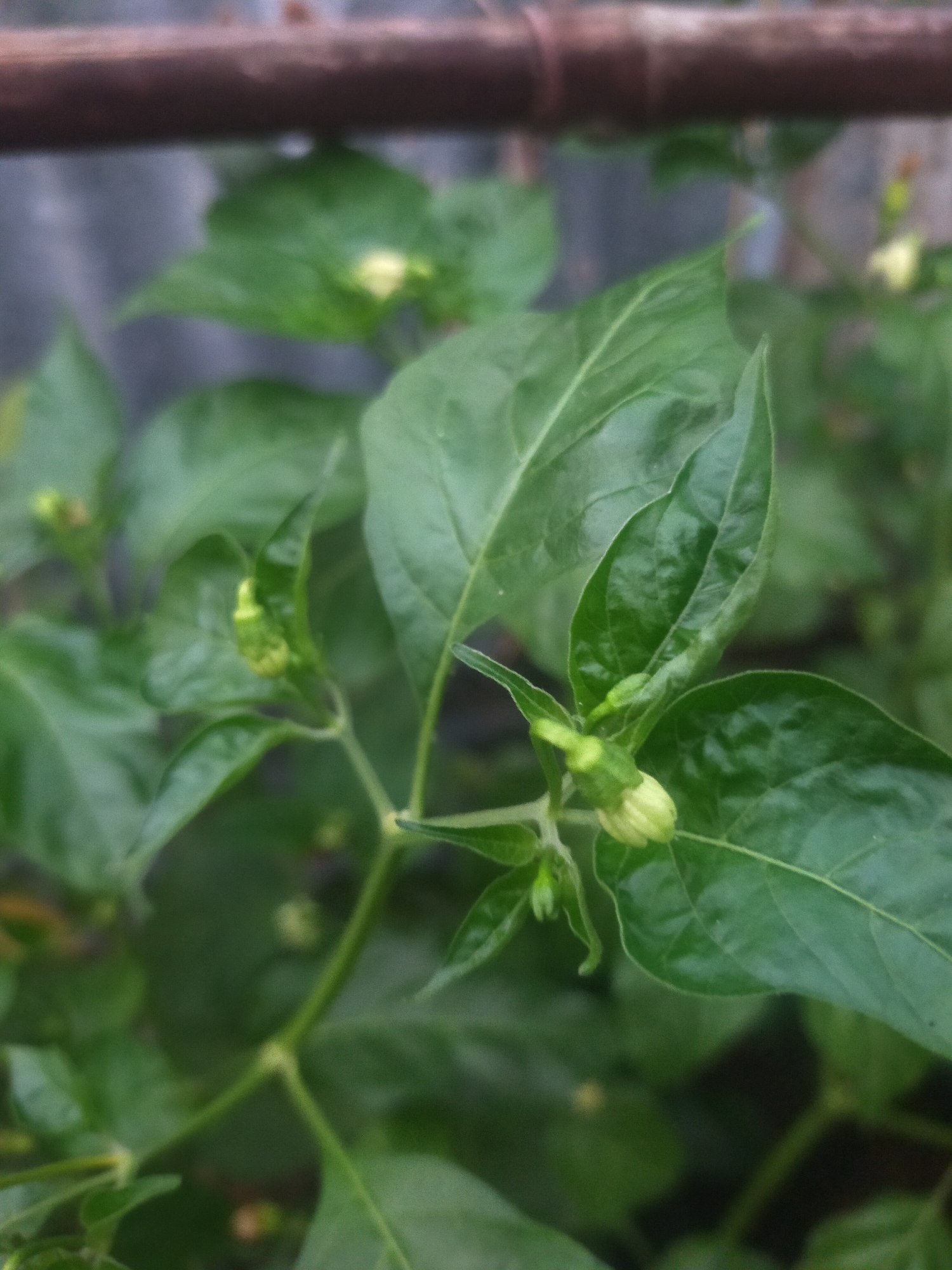 In Tegalandong, Indonesia, this close-up shot focuses on a plant with green leaves and small, light-colored buds. The buds are clustered and appear to be developing. The background is softly blurred, showing more greenery and a hint of a rustic fence or structure at the top. The lighting is natural and diffused, highlighting the textures of the leaves and buds.