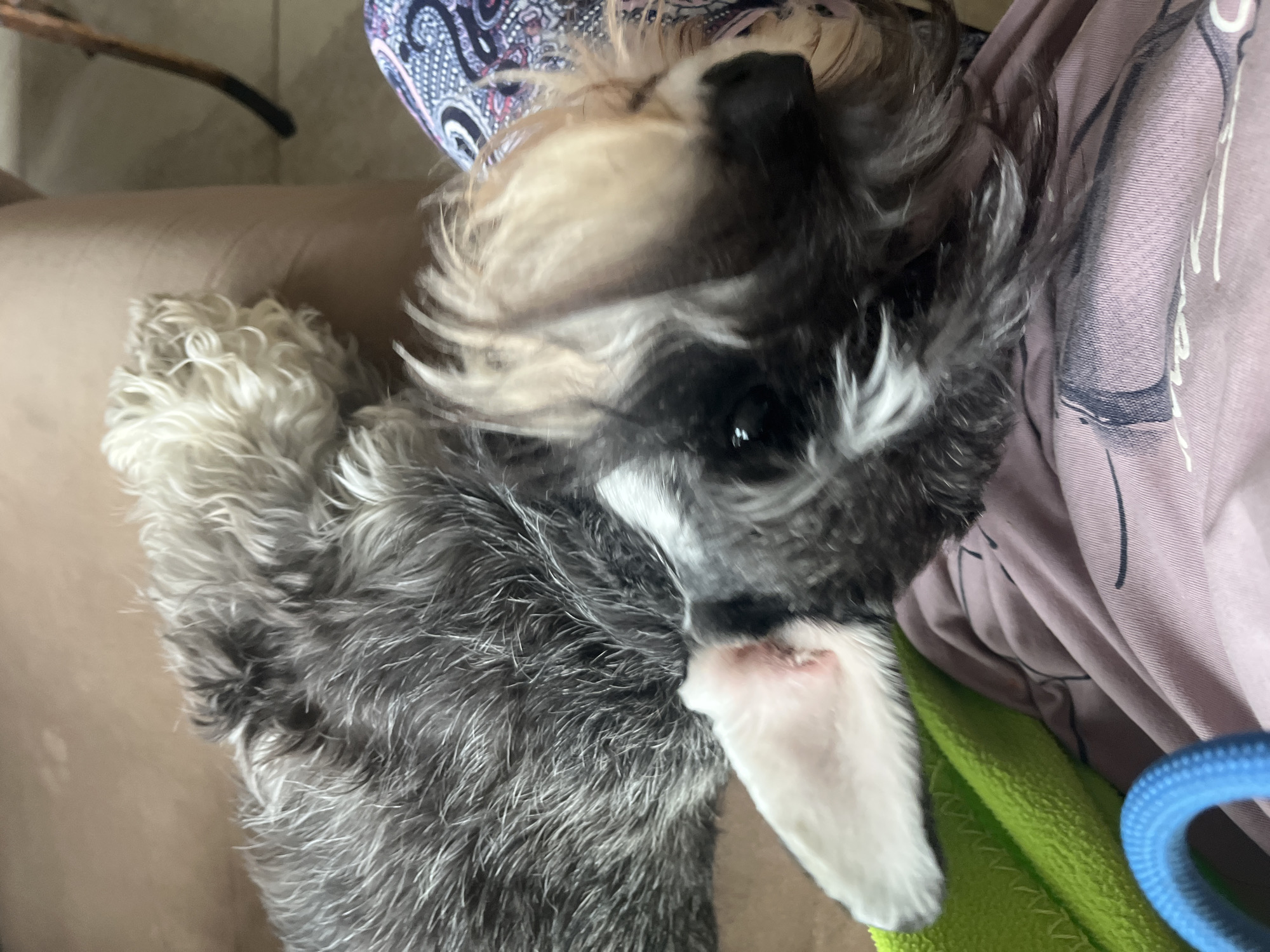 The image shows a close-up view of a Miniature Schnauzer dog lying down on a person's lap. The dog has a gray and white coat, with characteristic bushy eyebrows and beard. Its eyes are dark and appear to be looking towards the camera. The dog is lying on a pink shirt and a green blanket. A blue rope toy is visible in the lower left corner of the image. The background is blurred, but appears to be an indoor setting with a brown surface, possibly a couch. The image does not contain any information about the location in the city of Vladimirovka, Russia.