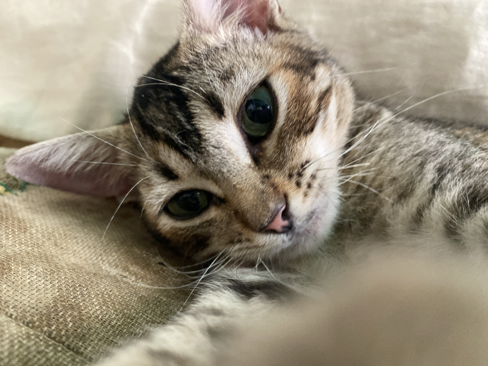A close-up shot depicts a feline, likely a young cat or kitten, resting on a textured surface. The cat has short fur with a tabby pattern of dark brown stripes and markings. Its eyes are green, and its nose is a soft pink color. The cat is lying down, possibly on a piece of fabric, with one ear prominently visible. The background is indistinct and out of focus. No people, actions, or interactions are depicted in the image. No information about the location is discernible from the image content.