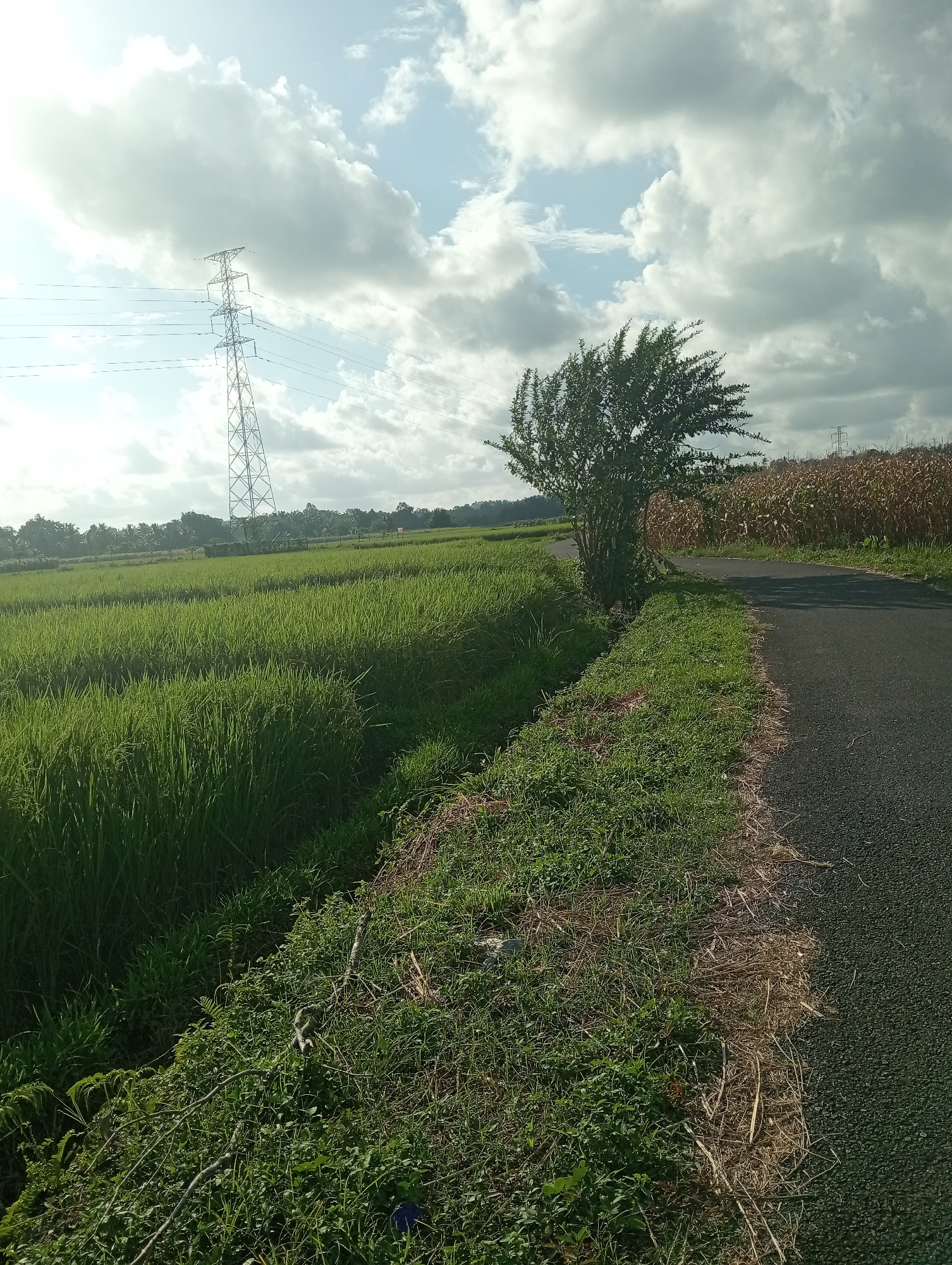 The image depicts a rural landscape with a paved road on the right side. To the left of the road is a narrow strip of green grass and dry vegetation, bordering a vast field of green rice paddies. In the distance, a tall electricity pylon stands against a cloudy sky. Further to the right, beyond the road, is a field of dry corn stalks. A lone tree with dense foliage is situated between the rice paddy field and the road, near the corn field. The scene appears to be a view of the outskirts of Campago, Indonesia, characterized by agricultural land and infrastructure.