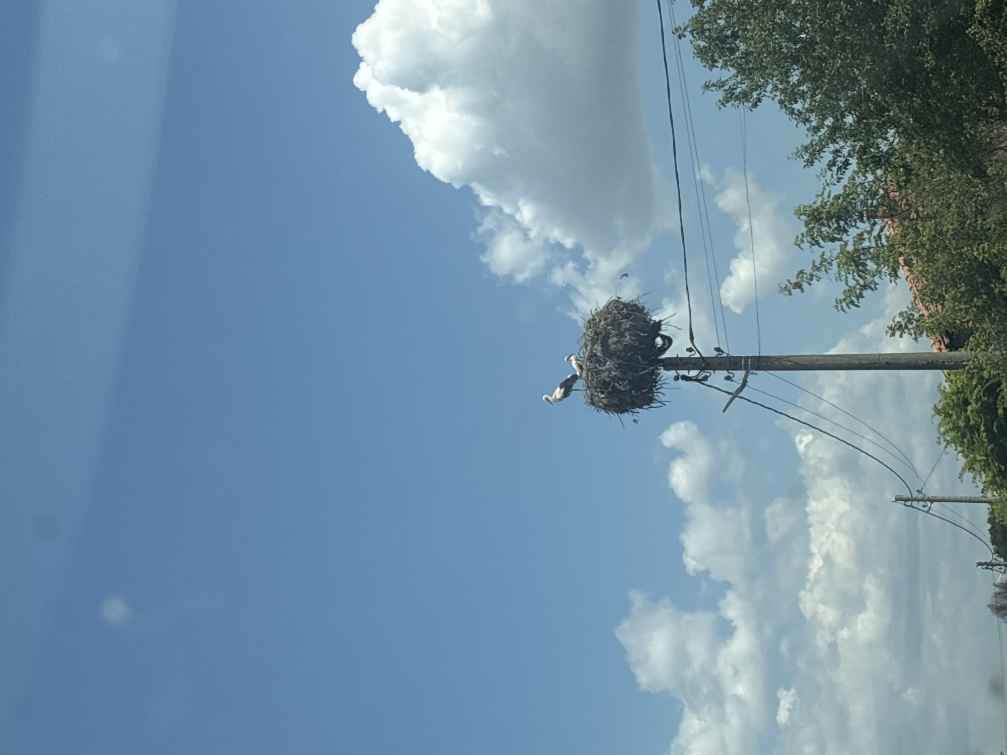 This media file captures a large, untidy nest constructed from branches and twigs, perched atop a utility pole. Two storks are visible within the nest, one standing and the other appearing to be in a feeding posture. The nest and storks are silhouetted against a bright blue sky dotted with fluffy white clouds. To the right of the utility pole, lush green trees and a hint of a red-tiled roof suggest a rural or suburban setting. The image is oriented vertically, with the sky occupying the majority of the frame. The scene appears to be set during the daytime, with clear, sunny weather. The overall impression is one of nature's resilience and adaptation, with the storks utilizing human infrastructure for their nesting needs. There is no visible text in the image. The location context provided is Gorno Voyvodino, Bulgaria.