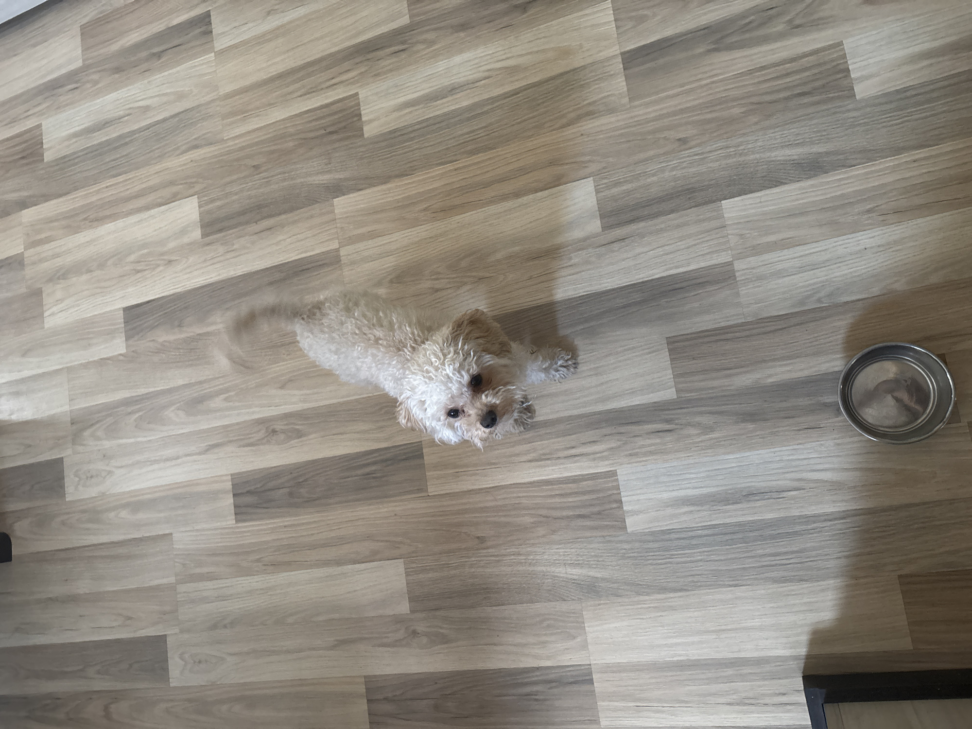 A small, light-colored, curly-haired dog stands on a wood-patterned floor. The dog faces the camera. Its tail appears to be wagging. To the right of the dog, there is a stainless steel bowl. Part of a dark, possibly black, object is visible in the lower right corner of the image. The location is unknown.
