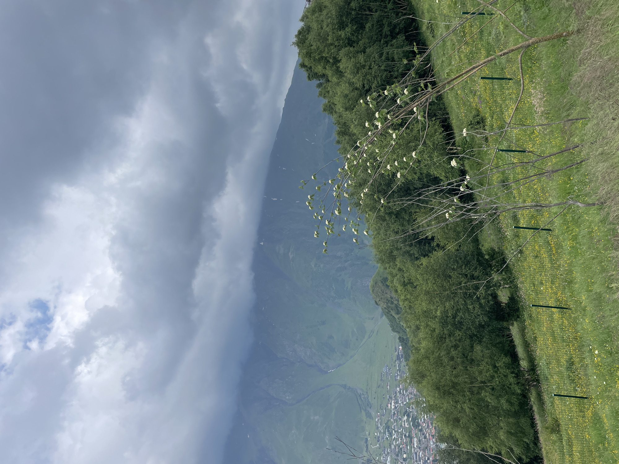 The image captures a view of Stepantsminda, Georgia, from an elevated position. In the foreground, a grassy slope is dotted with small yellow and white wildflowers, demarcated by a low green fence. Several bare branches with small white flower clusters are prominent in the mid-ground, some leaning and supported by the fence. Behind this, a dense line of lush green trees forms a natural barrier.
Further in the distance, the town of Stepantsminda unfolds, characterized by its low-rise buildings with red roofs, nestled within a valley. The town is situated at the base of a colossal, verdant mountain range that dominates the background. The mountains are shrouded in a dramatic, overcast sky with heavy, grey clouds that obscure the higher peaks. A visible crease or ravine runs down the face of the mountain, suggesting a natural geological feature. The overall scene conveys a sense of natural grandeur and the coexistence of a small settlement within a vast mountain landscape.