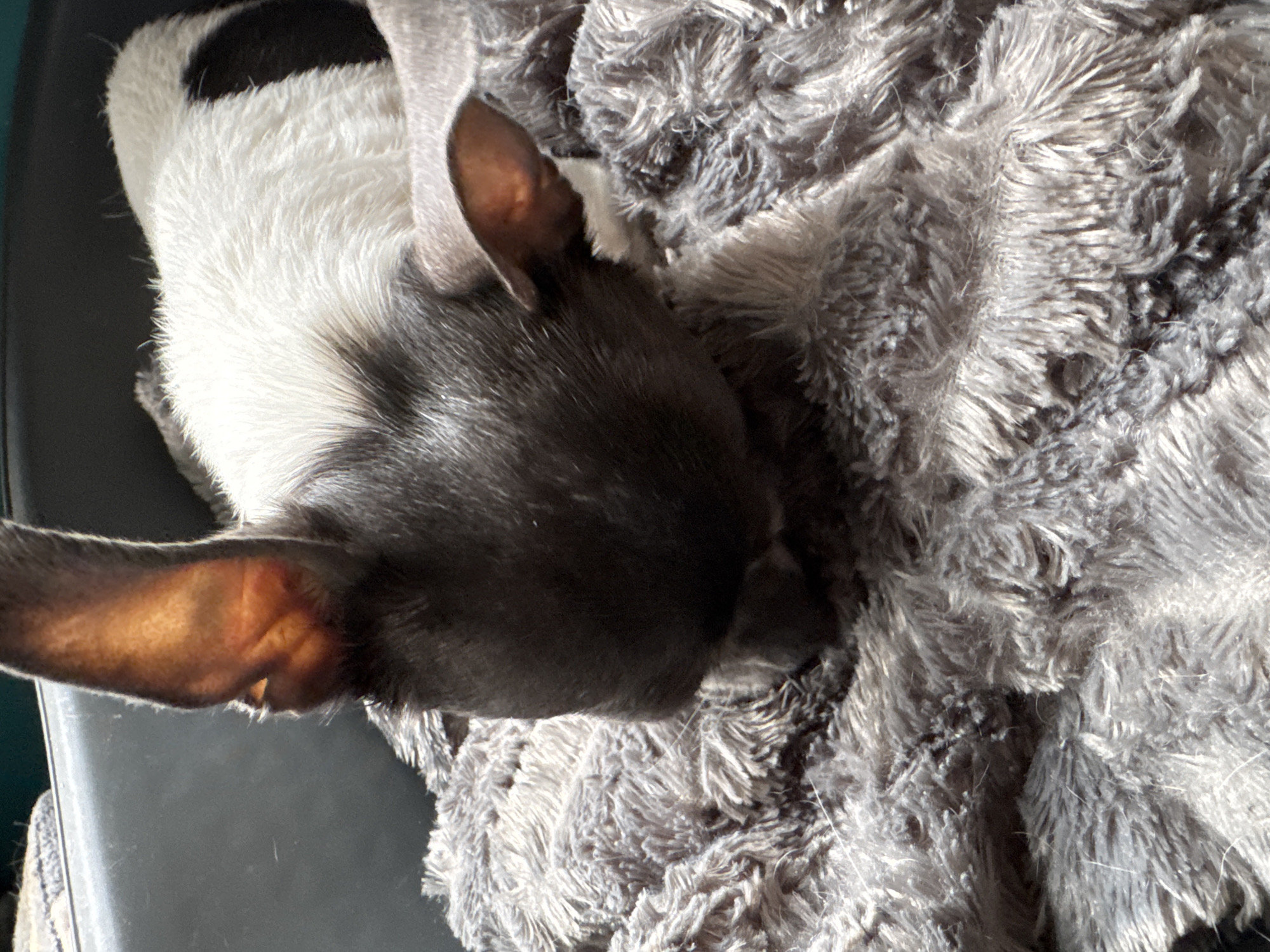 A close-up, eye-level shot captures a French bulldog resting on a gray, fuzzy blanket. The dog is primarily black and white, with a black face and ears, and a white body. Sunlight streams from the left, illuminating the dog's ear and casting shadows on its face. The background is dark and out of focus, suggesting an indoor setting with limited light. The scene is devoid of any human presence or city elements, making its location in "Unknown, Unknown" plausible within the context of the provided information. The composition is intimate and focuses on the dog's relaxed posture.