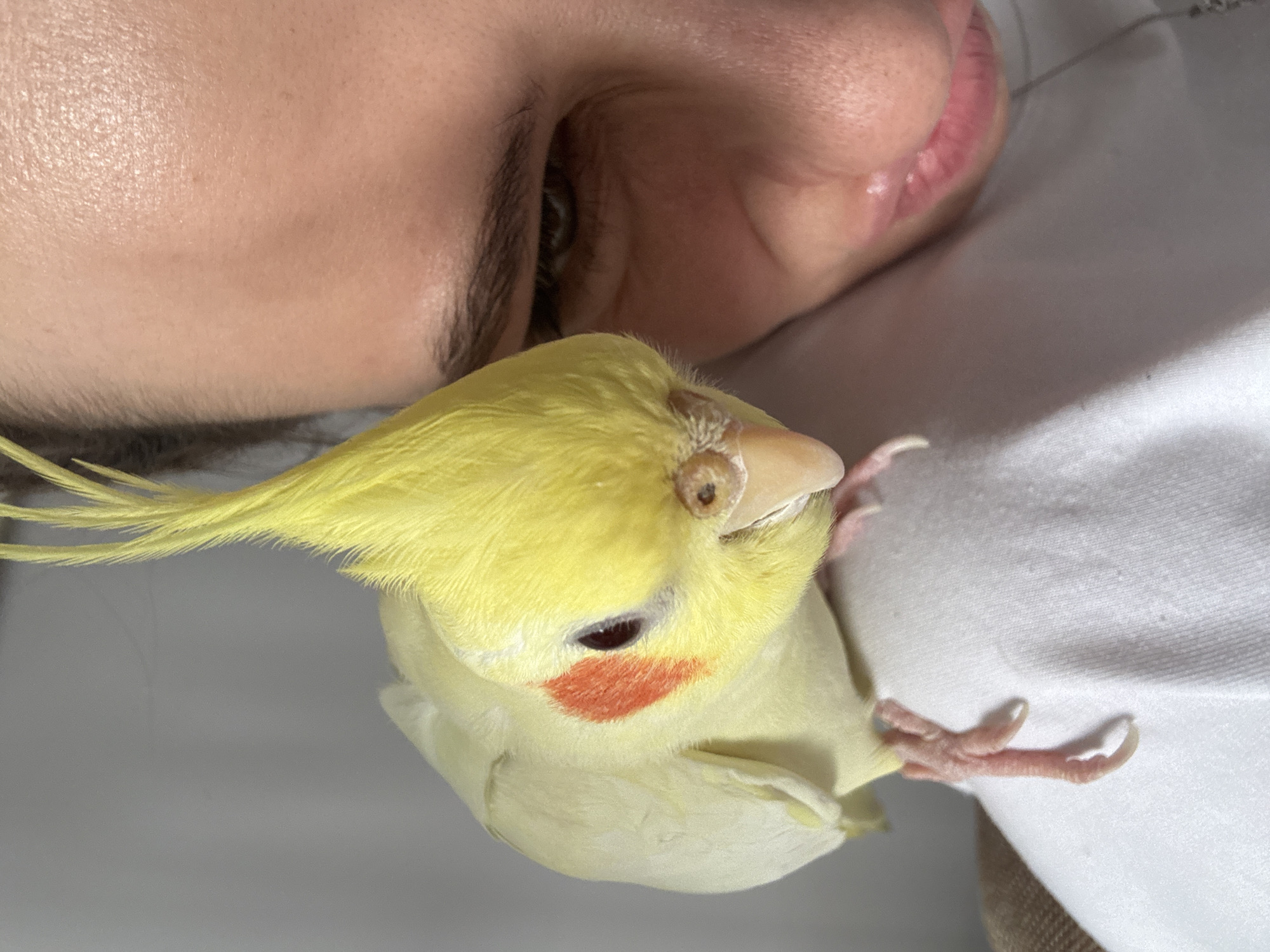A close-up, angled shot features a human face and a cockatiel bird. The human face, positioned at the top, shows a portion of the forehead, eyebrow, eye, nose, and lips. The bird, a yellow cockatiel, rests on what appears to be the human's shoulder. The bird's head and body are visible, showing its distinctive cheek patch and crest. The background is a white or light-colored fabric or surface. There is no indication of the location being Krasnoyarsk, Russia, or any other identifiable city.