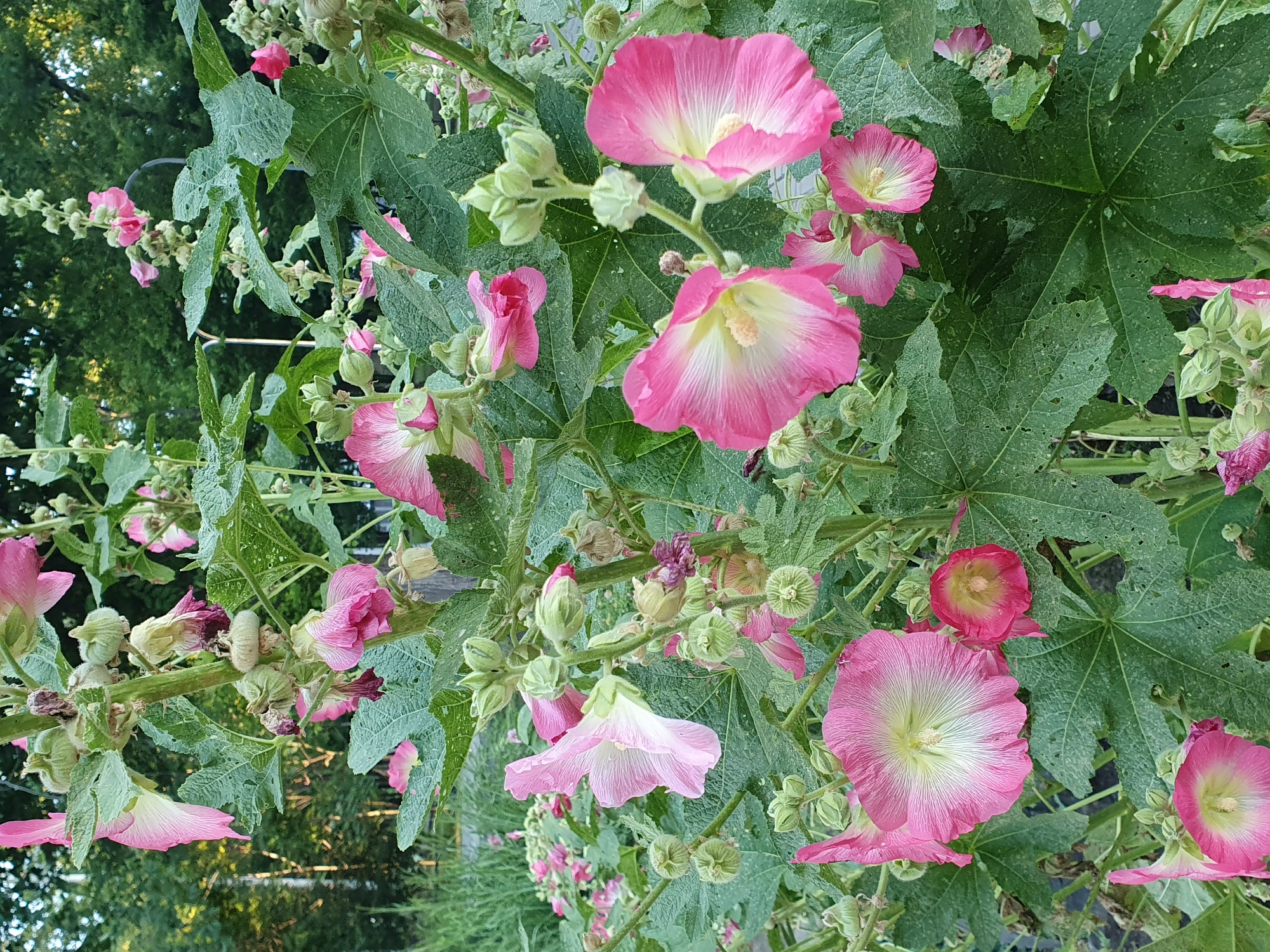 A close-up shot shows several pink hollyhock flowers and buds on a green stem surrounded by large, green leaves. The flowers are in various stages of bloom, with some fully open and others still in bud. The petals are a vibrant pink with white centers and delicate veins. The leaves are large and textured, with some showing signs of wear and tear. The background is a blur of green foliage and dappled sunlight, suggesting an outdoor setting in a garden or park. The overall impression is one of lush, natural beauty.