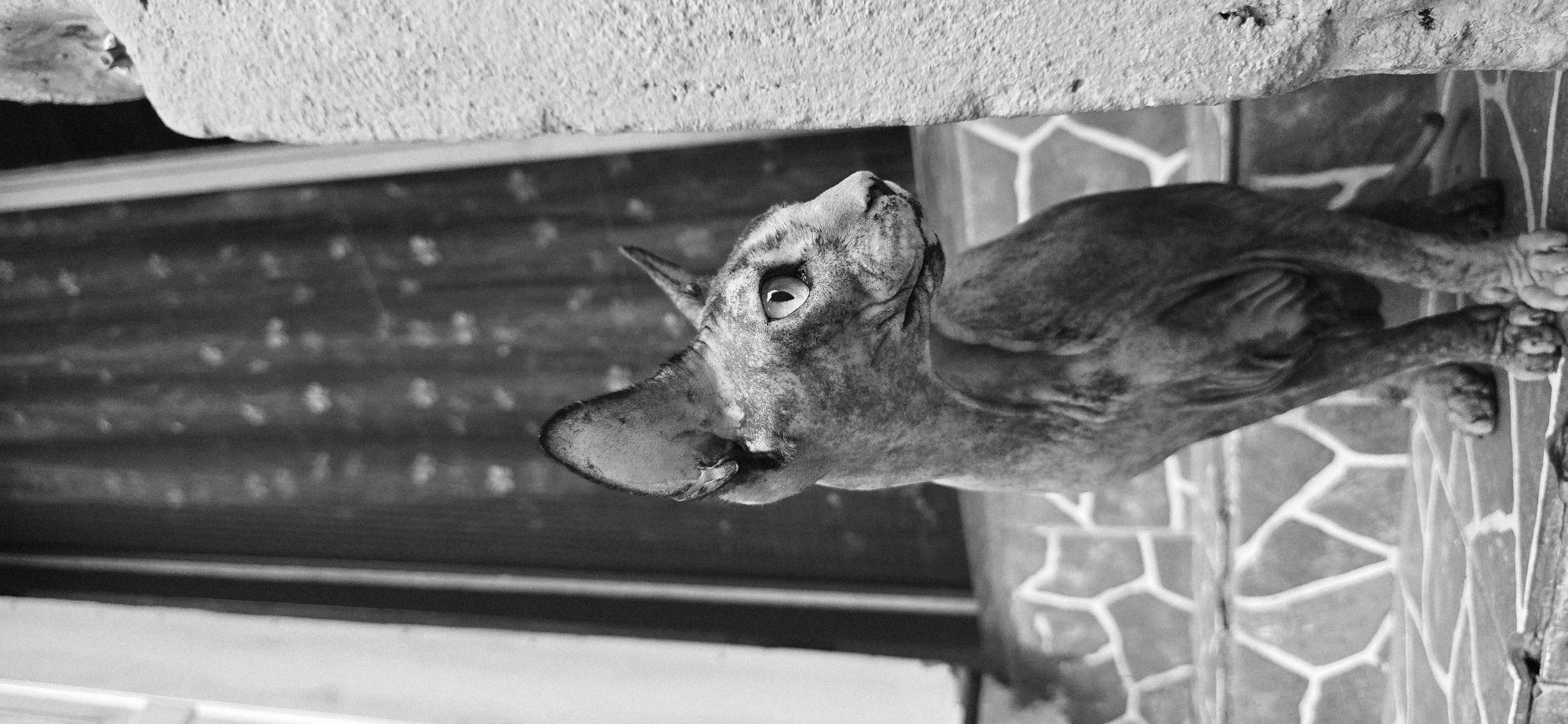 In a black and white, medium shot, a Sphynx cat with large ears and distinctive markings sits on a stone staircase. The cat is facing right, its head turned slightly towards the viewer, with its gaze fixed to the right of the frame. The background features a dark, textured curtain and a rough stone pillar on the right. The staircase is made of stone with a geometric pattern. The image appears to be taken outdoors, possibly in a courtyard or entrance area. There are no people present in the image. The overall impression is one of a quiet, observational moment. The specific location in Baku, Azerbaijan is not discernible from the image itself.