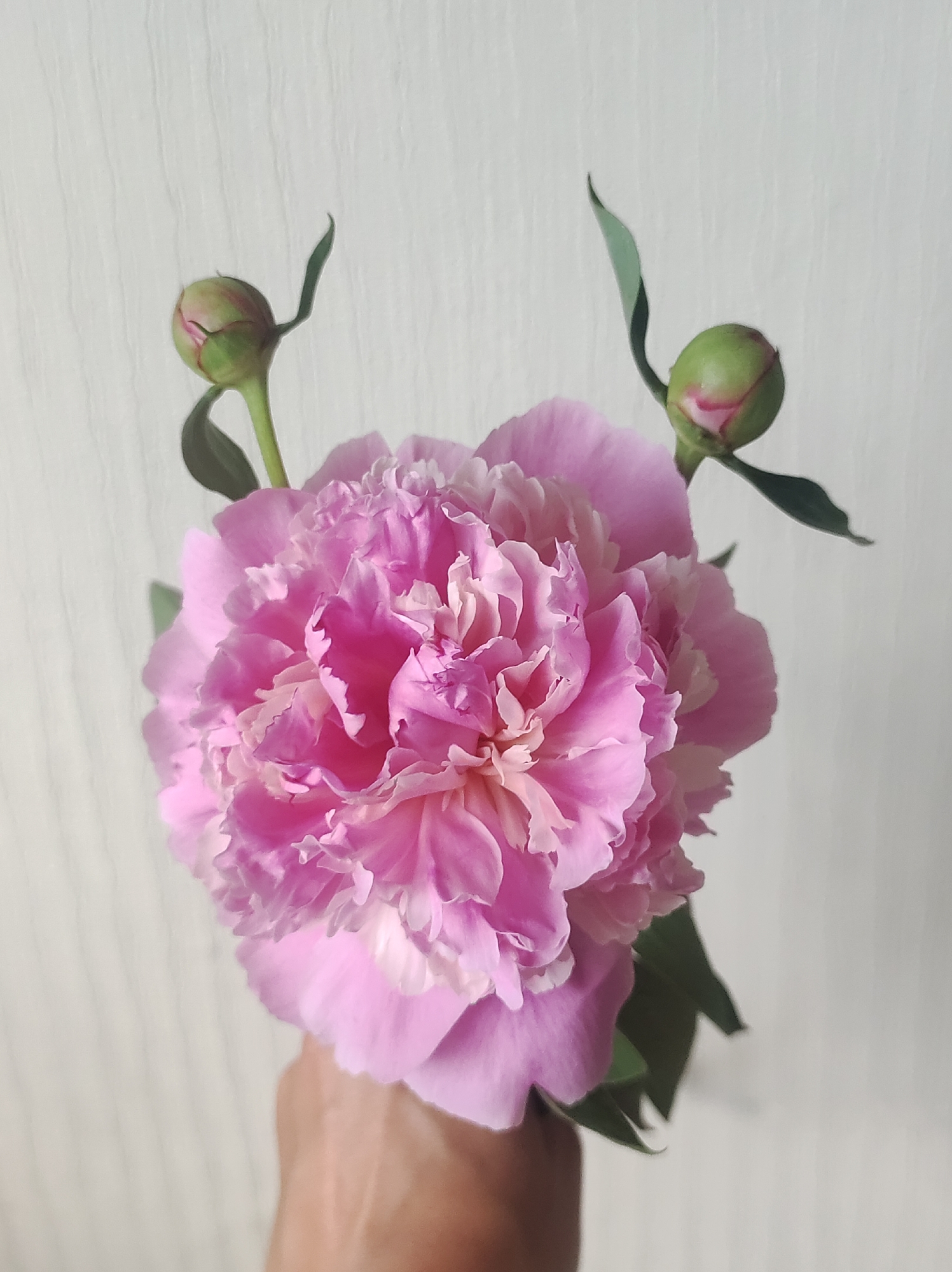 The image shows a hand holding a large, pink peony flower with two buds. The background is a textured, light-colored wall. The lighting suggests an indoor setting. There are no identifiable landmarks or features that would allow for the determination of a specific location within the city of Chaikovsky, Russia.
