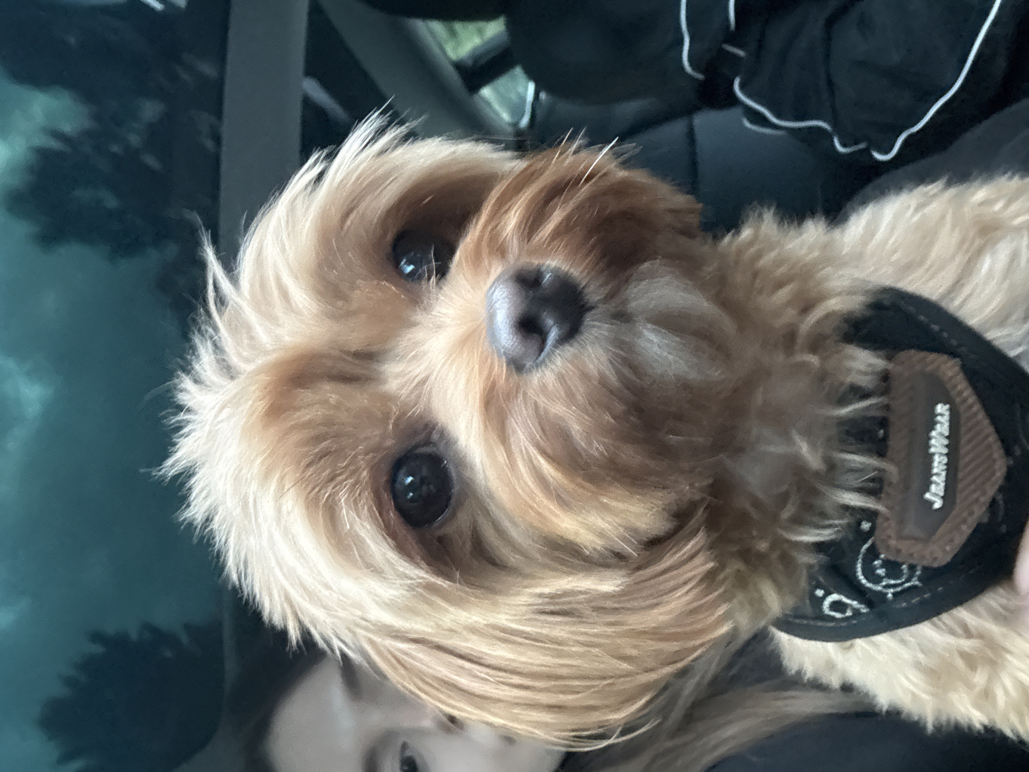 The media file is a close-up portrait of a small, light brown dog with fluffy fur, possibly a Yorkshire Terrier mix or similar breed. The dog is wearing a black bandana with a white paisley design and a brown tag that reads "JEANSWEAR". The dog's head is tilted to the side, and its dark eyes are looking directly at the camera. The background is slightly blurred, showing hints of a car interior with dark upholstery and a greenish-blue tinted window with some tree shadows on it. A portion of a person's face, specifically their chin and part of their nose, is visible in the bottom left corner, suggesting they are holding or interacting with the dog. The overall lighting suggests it might be daytime, possibly with sunlight filtering through. The setting appears to be inside a vehicle. No specific event is clearly depicted, but the image conveys a sense of connection between the dog and the unseen person. The photo has a casual, personal feel.