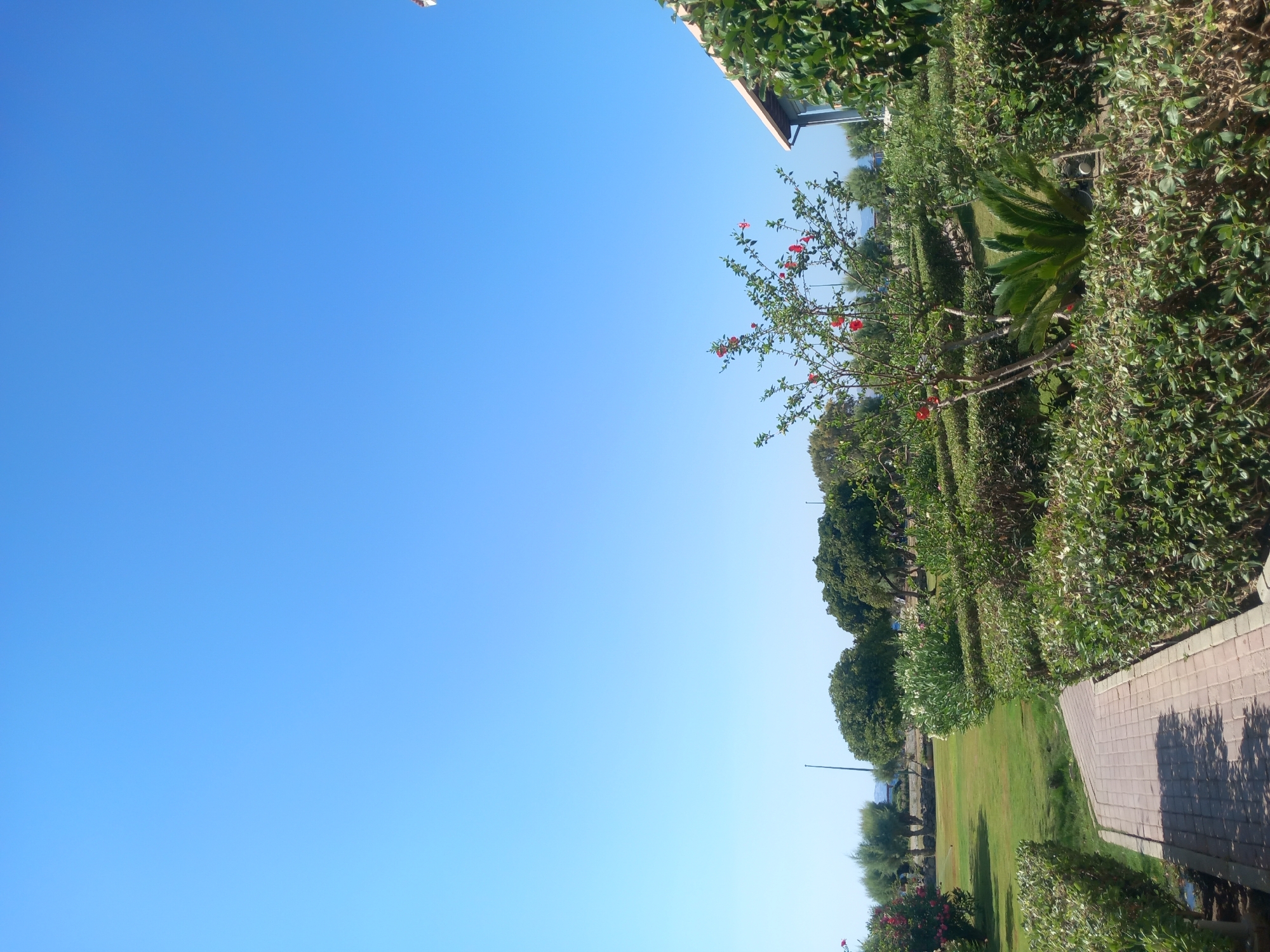 The image depicts a garden path winding through manicured hedges under a clear blue sky. A small tree with red flowers is visible to the right of the path. In the background, there is a lawn, more trees, and a glimpse of a building with a tiled roof. The scene appears to be in the city of Kos, Greece. There are no people or animals visible in the image. The environment is a well-maintained outdoor space, likely a park or a resort garden.