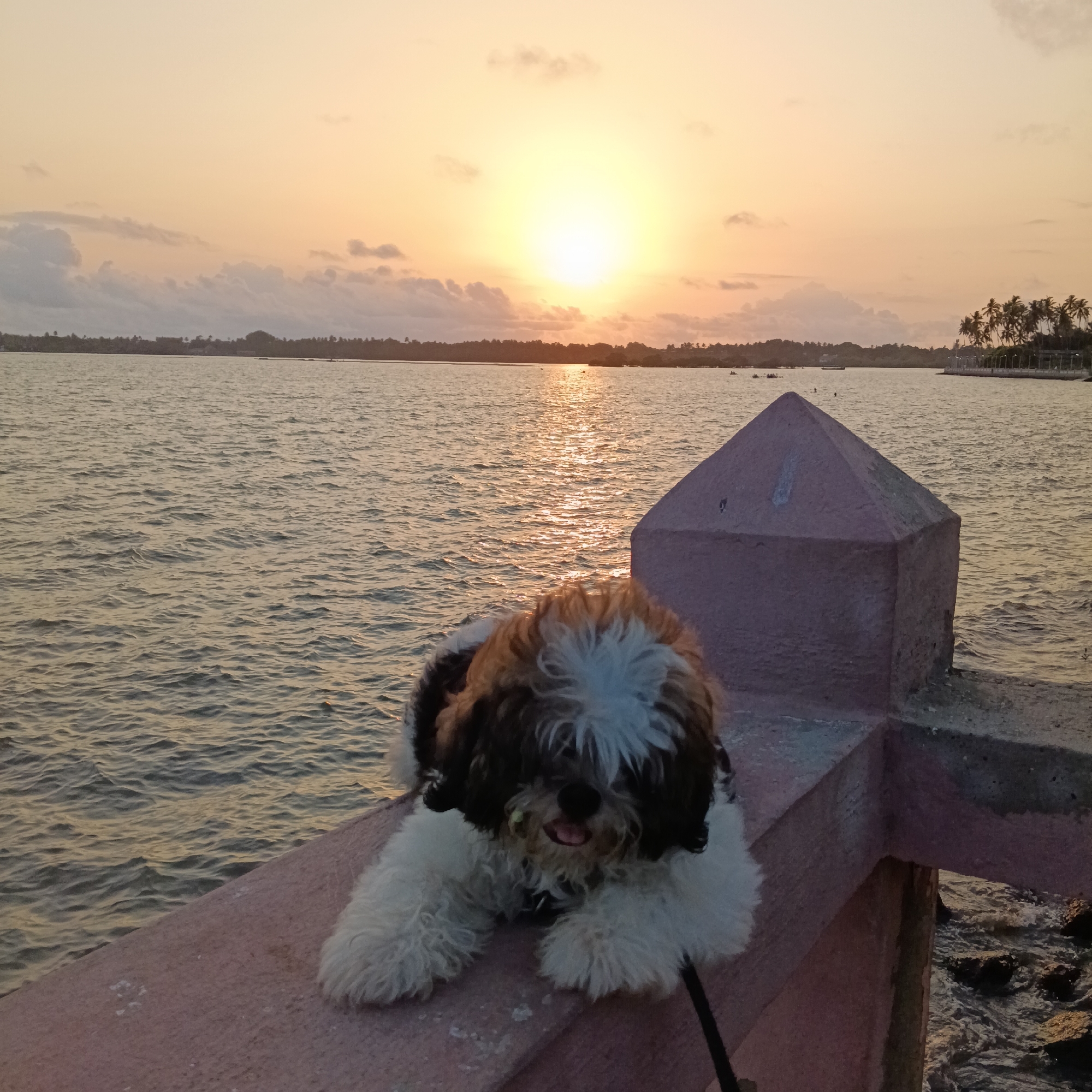 A medium, eye-level shot shows a dog sitting on a low concrete barrier near the water's edge at sunset. The dog is small, with brown and white fur and a black leash attached to its collar. The dog looks directly at the camera with its mouth slightly open. The barrier is made of a pinkish-red concrete and has a triangular pillar behind the dog, at right.
The background features a body of water with sunlight reflecting across the surface. The horizon line is visible, with trees and land in the distance. The sky is orange and yellow due to the setting sun. The time is likely late afternoon or early evening, as suggested by the sunset.
The location appears to be near the water's edge in Badem, India. The presence of the barrier, the body of water, and the vegetation in the background are indicative of a waterfront or coastal setting. The dog may be a pet that is being walked along the water by an unseen person.