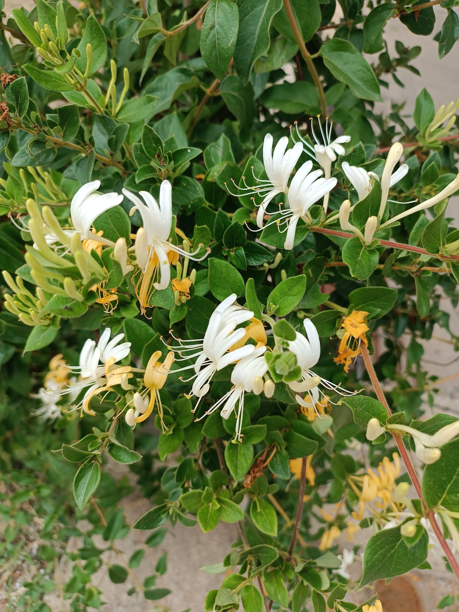 The image shows a close-up of a honeysuckle vine with several white and yellow flowers in bloom. The flowers have delicate petals and prominent stamens. The vine is lush with green leaves. The background is slightly blurred, but appears to be an outdoor setting. The image is taken from a high angle.