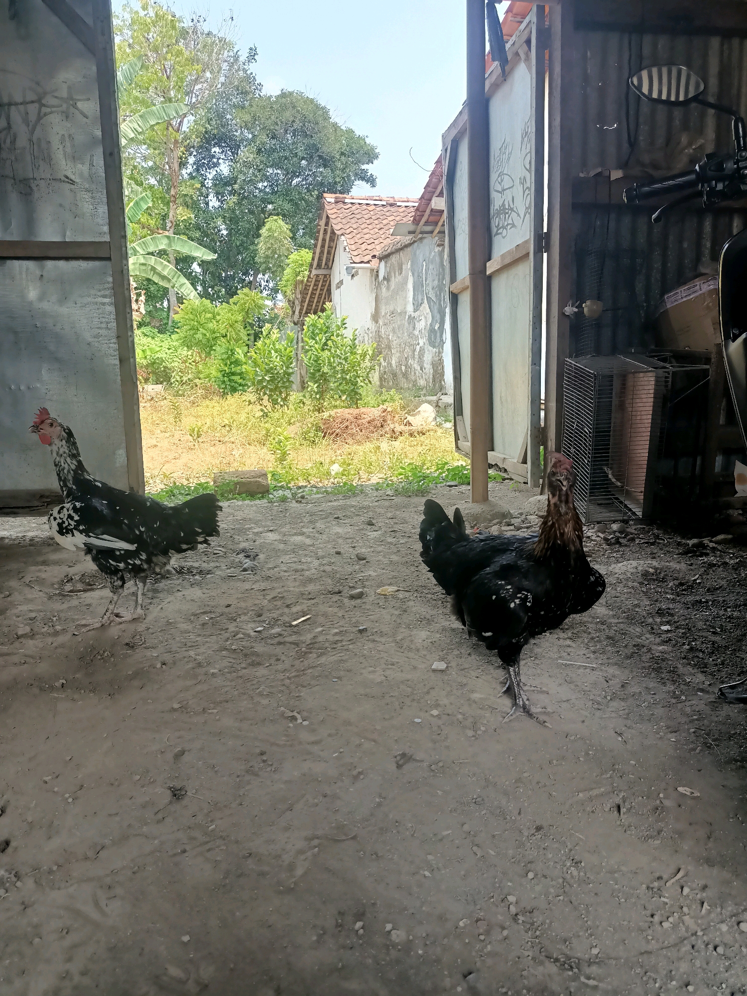 Two chickens are in the foreground of an outdoor scene, which appears to be a yard or farm area in Tembok Luwung, Indonesia. The chicken on the left is a hen with black and white speckled plumage and a red comb. The chicken on the right is a rooster with mostly black feathers and a long, reddish-brown neck. They are standing on a dirt ground. Behind them, to the left, is an open doorway or structure with a corrugated metal wall. To the right, more of the structure's corrugated metal wall is visible, as well as a motorcycle mirror and part of a motorcycle. Beyond the structure, a weathered building with a tiled roof and some greenery are visible. The background consists of lush vegetation, trees, and a clear sky. The overall impression is of a rural or semi-rural environment.