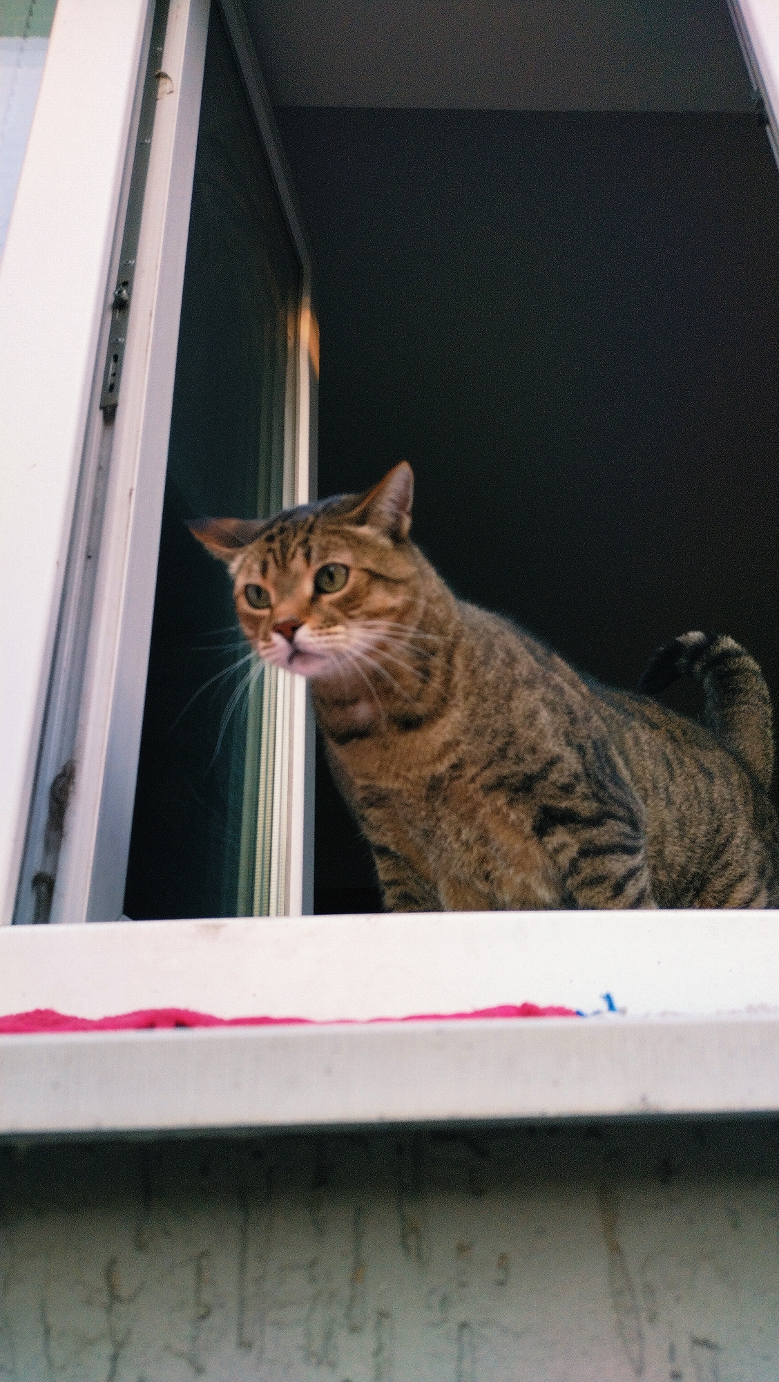 A tabby cat with green eyes is perched on a windowsill, looking out of an open window. The cat's fur is striped with shades of brown and black. The windowsill is white and has a pink cloth draped over it. The background is dark and out of focus, but it appears to be an interior space. The image was taken in Horishni Plavni, Ukraine.