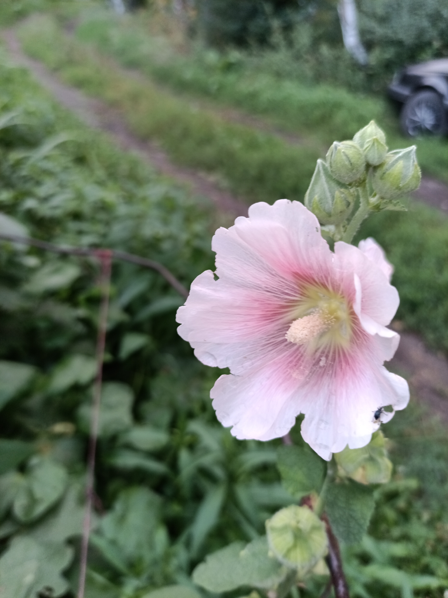 A close-up, shallow depth-of-field shot captures a single, light pink hollyhock flower in bloom. The flower, positioned in the right half of the frame, exhibits delicate, crinkled petals with darker pink veins radiating from its center. The stamen, a light yellow, is prominent. Several green, unopened buds are clustered above the bloom. A small black insect is visible on the lower right petal. In the blurred background, a dirt path winds through lush green foliage. To the far right, the rear wheel and fender of a dark-colored vehicle are partially visible, suggesting an outdoor, possibly semi-rural or park-like setting within Petropavl, Kazakhstan. The overall lighting is soft, indicative of natural daylight.