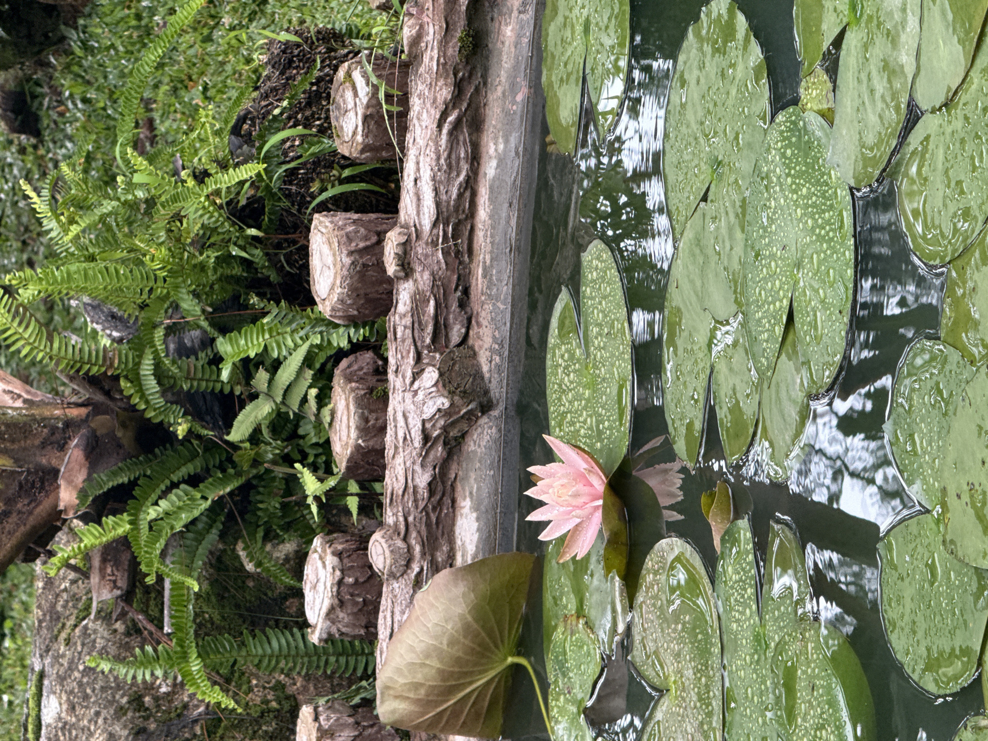 This image depicts a serene pond with a single pink water lily in full bloom, surrounded by lush green lily pads. The pond is situated in a garden setting, with a backdrop of dense ferns and other foliage. In the foreground, a decorative log-like structure made of concrete or stone runs along the edge of the pond, with several tree stump-shaped elements placed behind it. The water is dark and reflects the surrounding greenery. There are no people visible in the image. This scene is characteristic of the many ornamental gardens and natural attractions found in Da Lat, Vietnam, known for its temperate climate and abundant plant life.