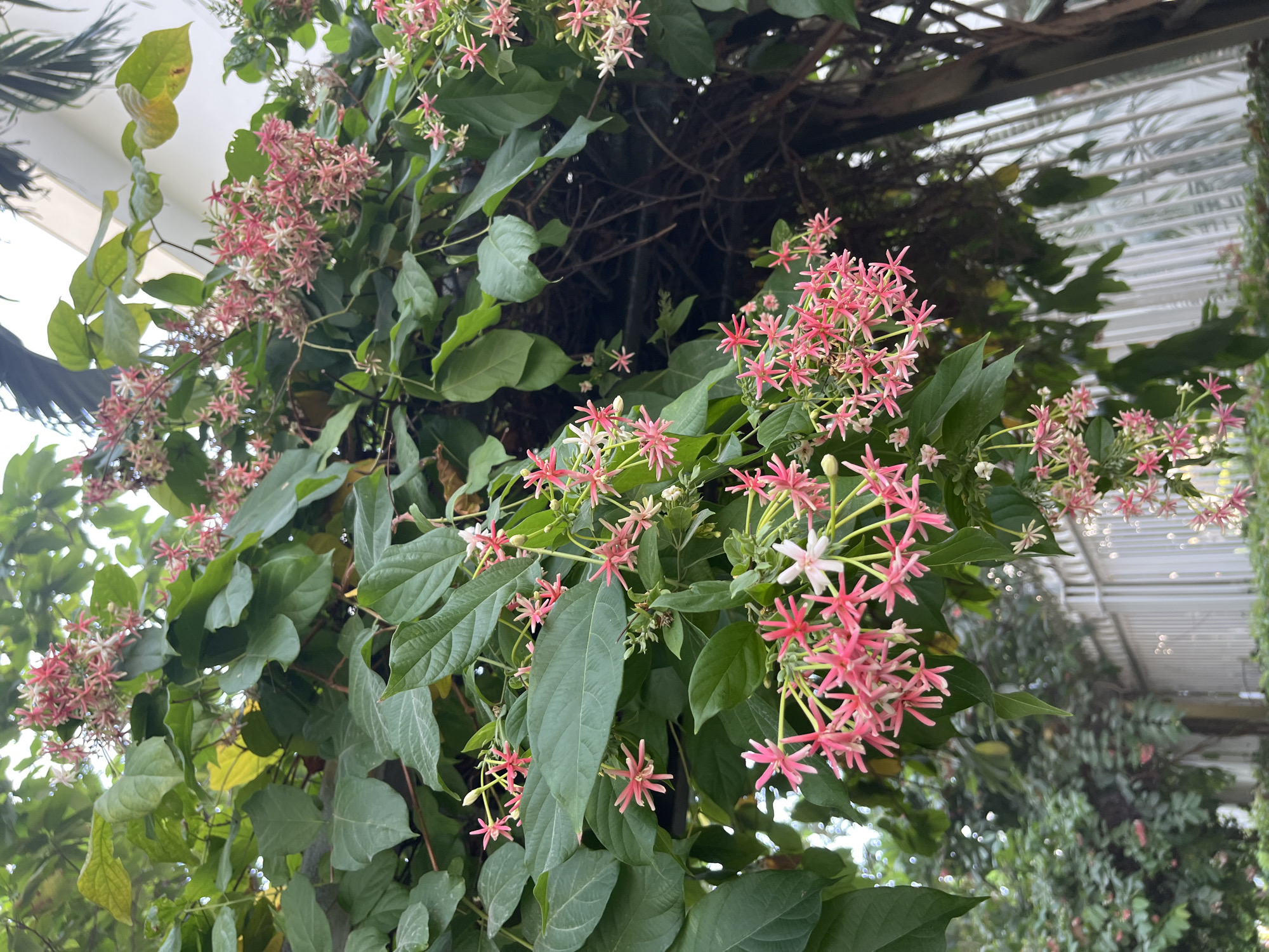 A verdant display of Chinese honeysuckle vines, characterized by clusters of star-shaped flowers with pink-to-white coloration, climbs along a metal framework, likely a trellis or arbor. The foliage is dense, with large, heart-shaped leaves. The scene is set within what appears to be a greenhouse or enclosed botanical garden. The image captures the scene during daylight hours, as indicated by the natural illumination and the visibility of outdoor structures through the transparent structure above. The image was taken in Nha Trang Ward, Vietnam.