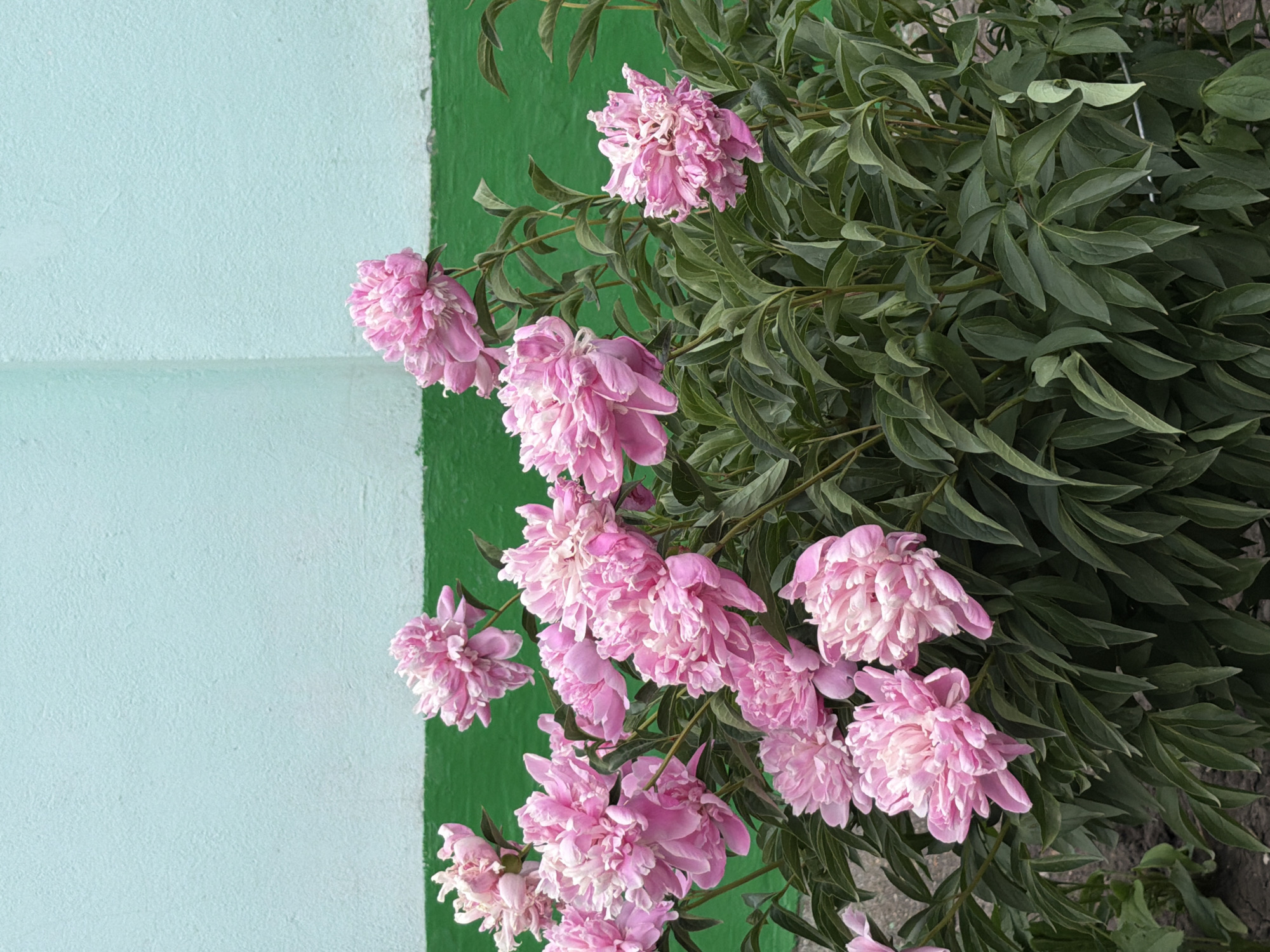 A close-up shot shows pink peonies blooming against a light blue and green wall in Unknown, Unknown. The peonies are in various stages of bloom, with some fully open and others still budding. The leaves are a dark green, providing a contrast to the pink flowers. The wall is painted light blue with a green stripe along the edge. The overall scene appears to be a garden setting.