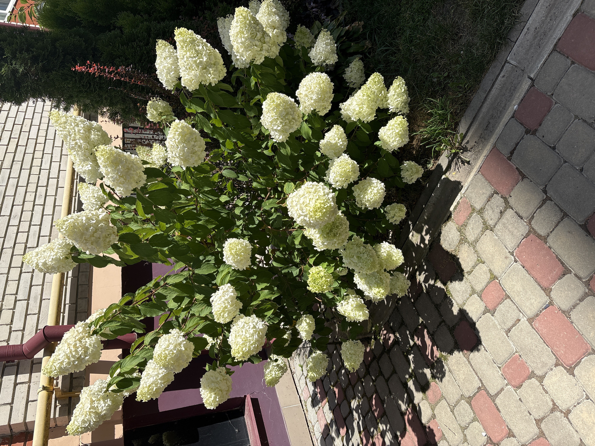 A large hydrangea bush with numerous white, cone-shaped flower clusters is positioned in front of a light brick building with a maroon downspout. The bush is situated on a paved patio made of red and grey rectangular bricks. Shadows from the plant and sunlight are cast across the patio. To the right of the bush, there is a patch of green grass and a darker green evergreen shrub. The image appears to be taken during the daytime, with bright sunlight. The location is Ternopil, Ukraine.