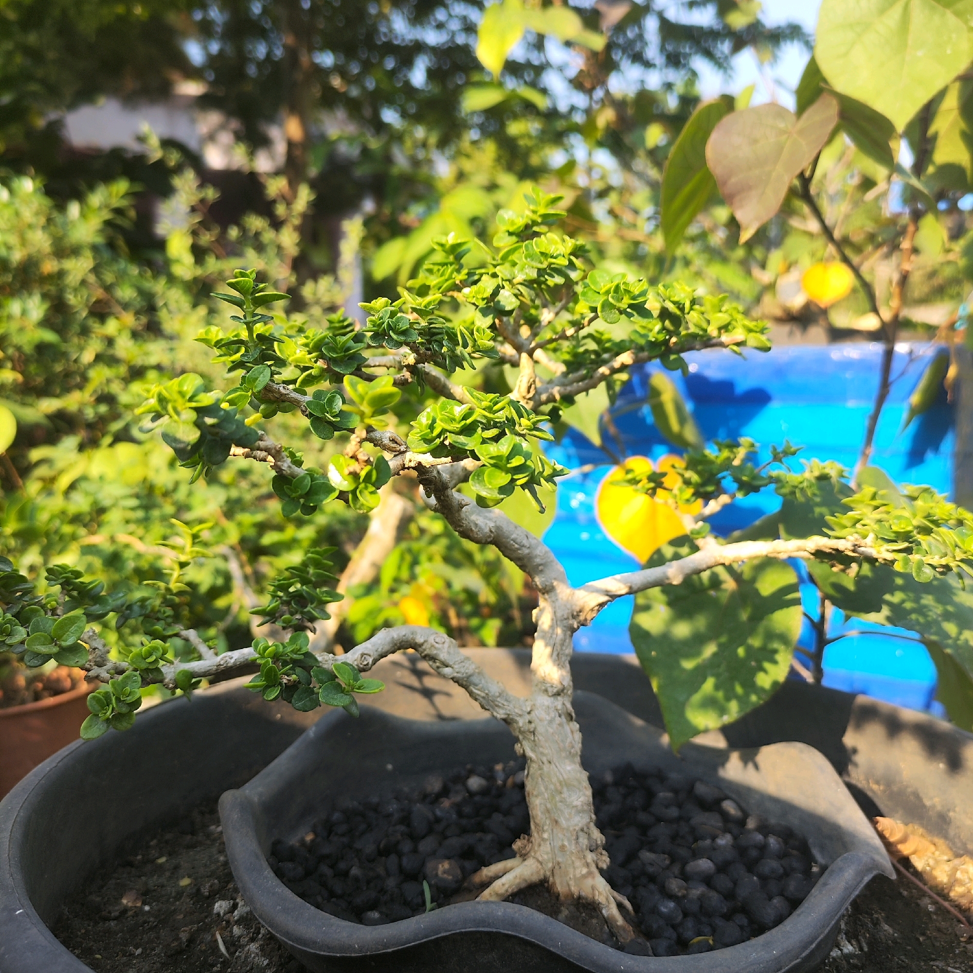 An outdoor, eye-level, close-up photograph shows a bonsai tree in a black plastic pot. The bonsai has a thick, gnarled, light-brown trunk with exposed roots. Its branches are covered in dense, small, bright-green leaves. The pot is filled with small, black stones. In the background, out of focus, are green foliage and a bright blue tarp with a yellow circular shape on it. The lighting suggests it is daytime, possibly late afternoon, with sunlight casting shadows.