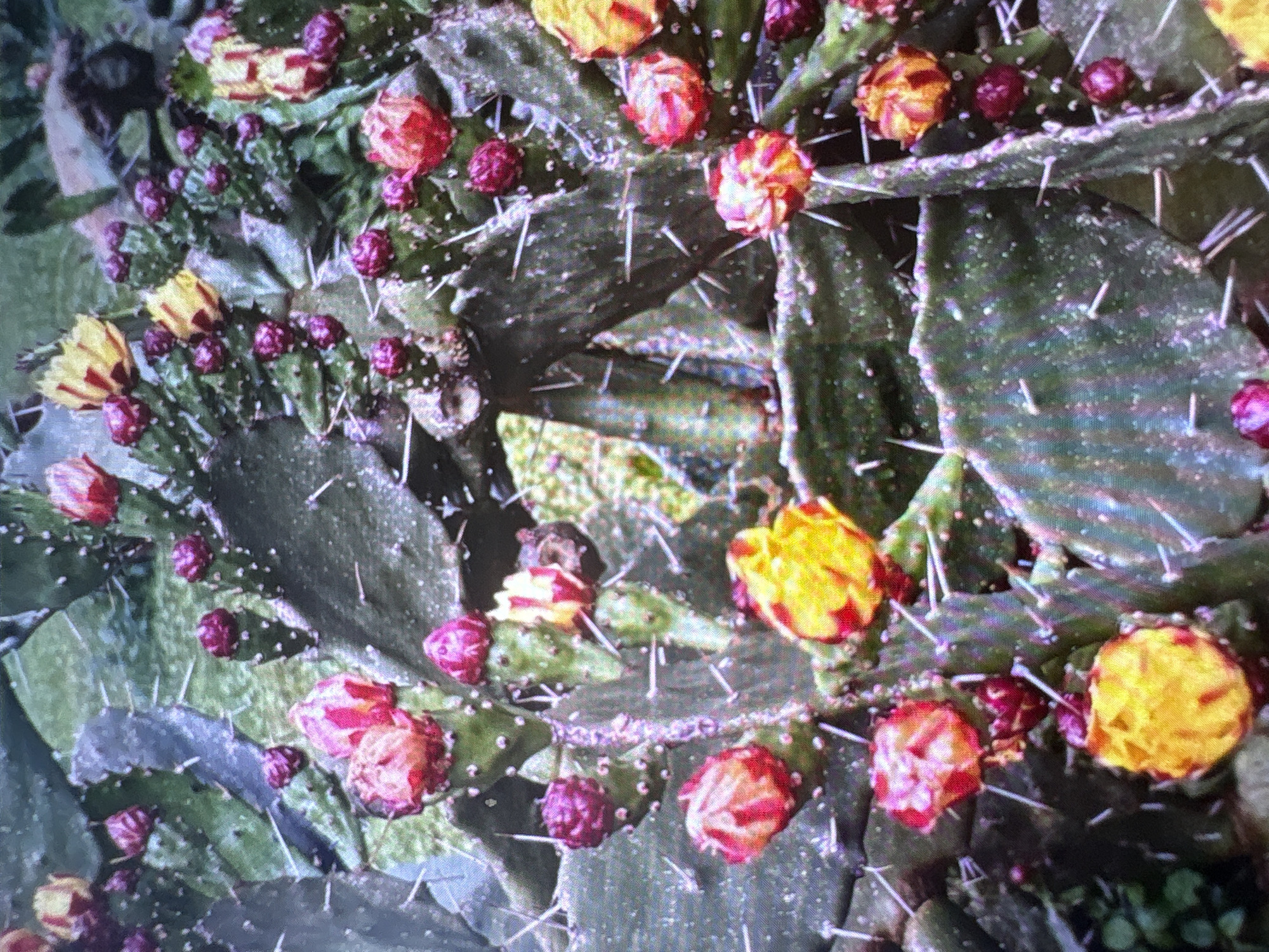 The image shows a close-up view of a prickly pear cactus plant in bloom. The cactus pads are a dark green color and are covered in sharp white spines. There are numerous pink and yellow flowers and buds growing on the pads. Some of the flowers are fully open, revealing their petals, while others are still in bud form. The background is blurred, but appears to be a garden setting with green foliage. There are no people visible in the image. This scene is likely from the Botanical Garden in Batumi, Georgia, which features a diverse collection of plants, including various species of cacti and succulents.