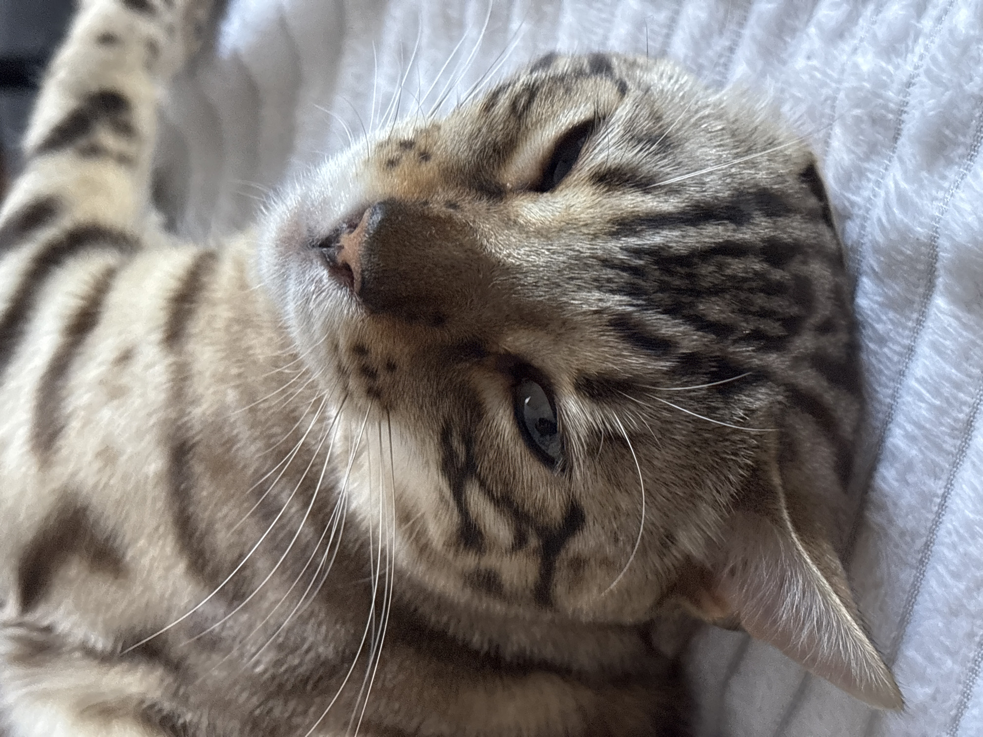 The image is a close-up, head-on shot of a Bengal cat lying on its back on a white, textured surface. The cat's face is tilted upwards and slightly to the side, with its eyes partially closed. The cat has distinctive brown and black rosette markings on its fur, typical of the breed. Its whiskers are long and white, fanning out from its muzzle. The background is out of focus, but appears to be a soft blanket or textile. The scene is domestic and does not depict any specific location in the city of Noviy, Russia.