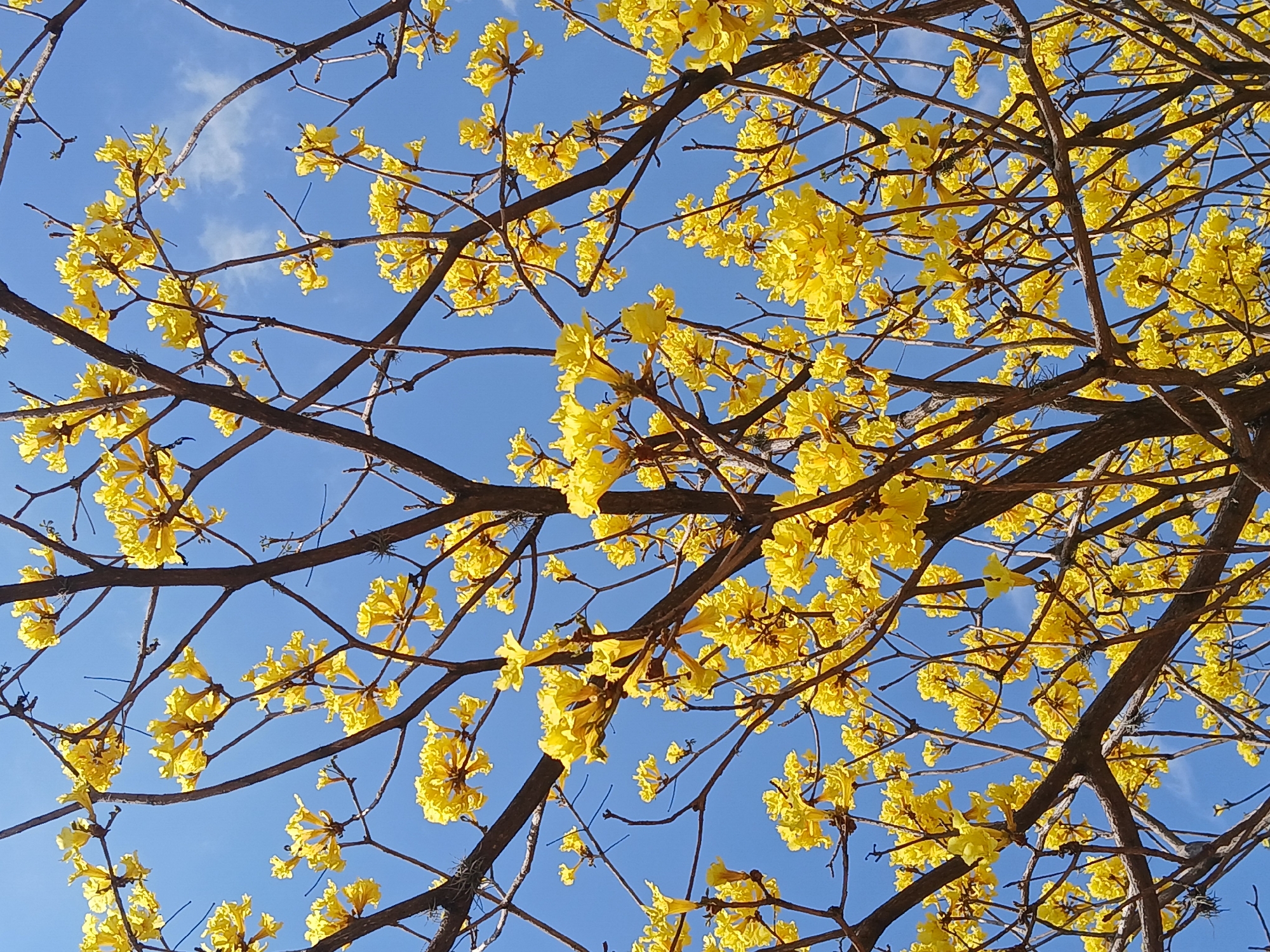 The image captures a vibrant close-up view of a tree canopy filled with bright yellow flowers, set against a clear blue sky. The branches, which appear bare of leaves, crisscross the frame, forming an intricate network. Clusters of small, trumpet-shaped yellow flowers adorn nearly every branch, creating a striking contrast with the deep blue backdrop. A few wispy white clouds are visible in the sky, adding subtle texture.
The lighting is bright and even, suggesting a sunny day, likely mid-morning or early afternoon. The overall impression is one of natural beauty and cheerfulness. Given the location context of Ciudad Guayana, Venezuela, the tree is likely an Araguaney (Tabebuia chrysantha), the national tree of Venezuela, known for its spectacular yellow blooms during the dry season when its leaves have fallen. There are no people or man-made objects visible, and no discernible text. The focus is entirely on the flourishing tree and the sky.