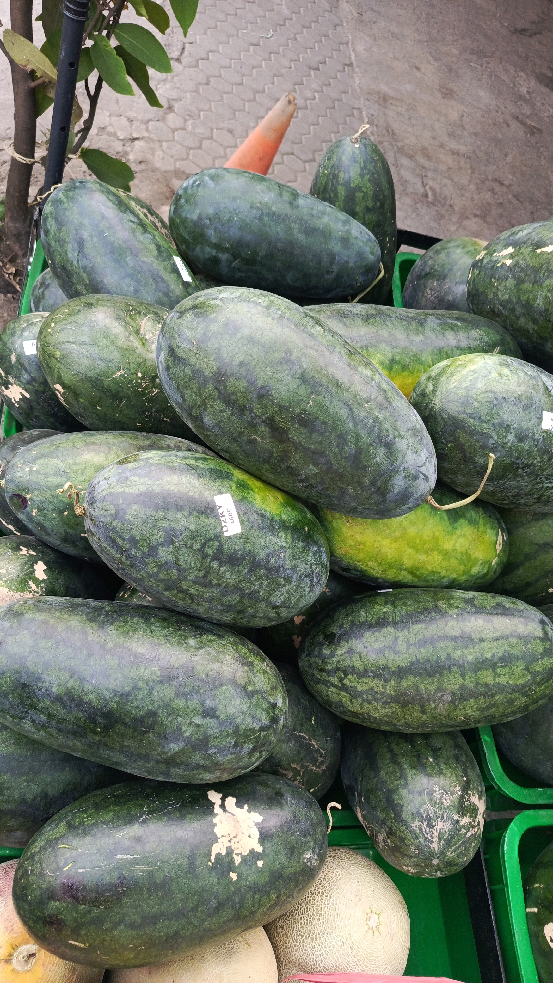 A close-up, overhead shot displays a collection of watermelons piled in green plastic crates. The watermelons are dark green with faint stripes and appear to be fresh produce, likely for sale. A few cantaloupes are visible at the bottom of the frame, peeking out from beneath the watermelons. In the background, a paved area with hexagonal pavers suggests an outdoor market or street setting in Mangunsuman, Indonesia. A single orange carrot is positioned upright behind some of the watermelons, adding a touch of color to the scene. The lighting is natural, indicating the image was taken during the day.