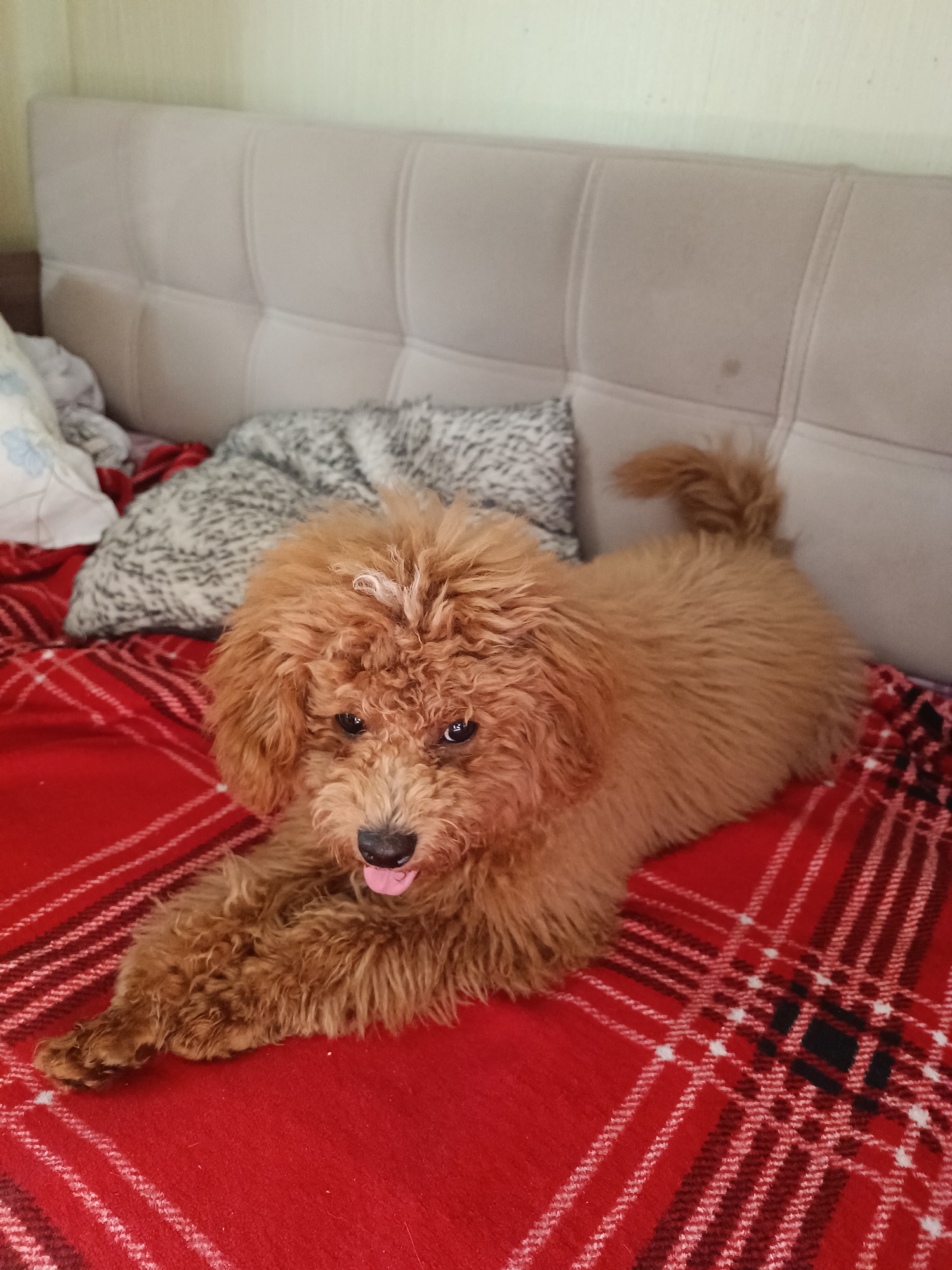 A tan poodle with curly fur lies on a red plaid blanket on a bed. The dog is facing the camera with its tongue sticking out slightly. Behind the dog, a headboard of a bed is visible, and on the left side of the bed, there are pillows. The environment appears to be indoors, possibly a bedroom.