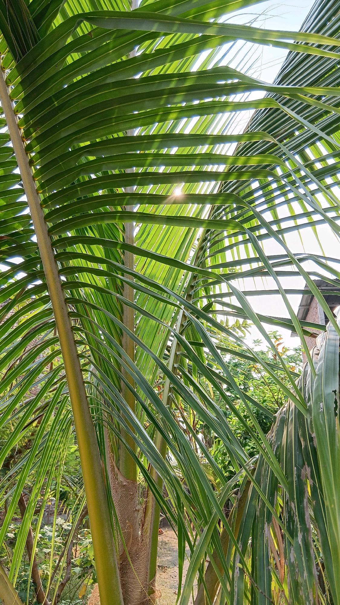 A close-up shot focuses on the fronds of a coconut palm tree, their vibrant green leaves overlapping and creating a natural canopy. Sunlight filters through the leaves, casting a gentle glow and highlighting the texture of the fronds. In the background, hints of lush vegetation and a glimpse of a building suggest an outdoor setting, possibly in a tropical or subtropical environment. The image composition emphasizes the organic beauty of the palm tree and the interplay of light and shadow. The scene appears peaceful and serene, evoking a sense of natural tranquility.