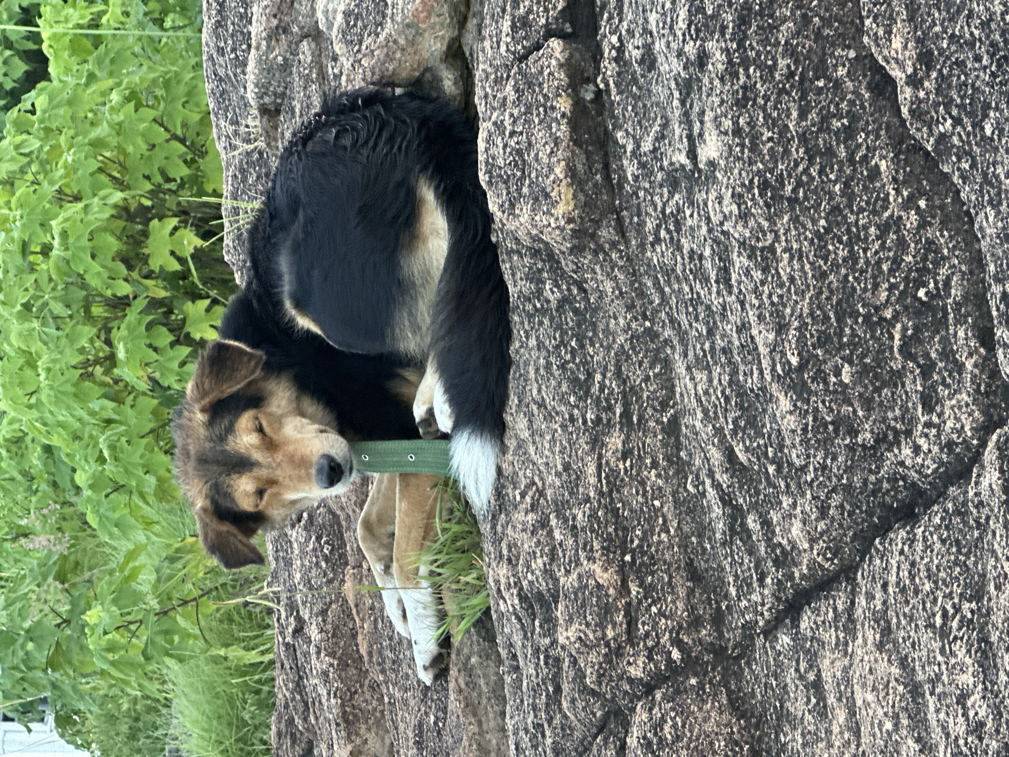 A medium-sized dog with black and tan fur, wearing a green collar, is lying down on a rocky surface. The dog's eyes are closed, and it appears to be resting. Green foliage is visible in the background. The scene is likely outdoors, given the rocky terrain and vegetation. There are no people or other animals present. The rocks are various shades of gray and brown, with some appearing weathered and cracked. The dog's tail, tipped with white, curls around its body. The overall impression is one of a calm, natural setting. The location of Jos, Nigeria is inferred from the context of the request.